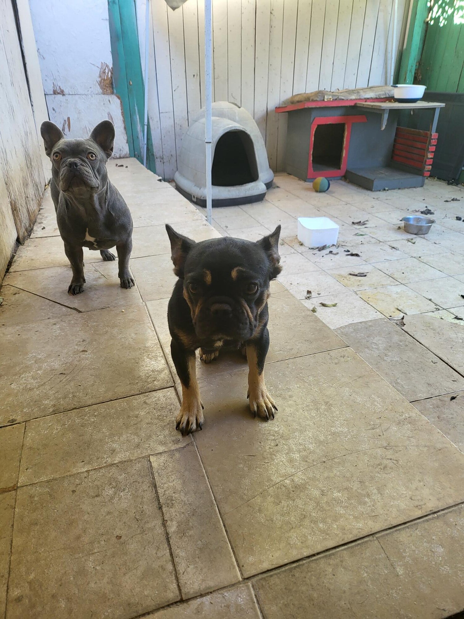 FRENCHIE FEMALE image 1