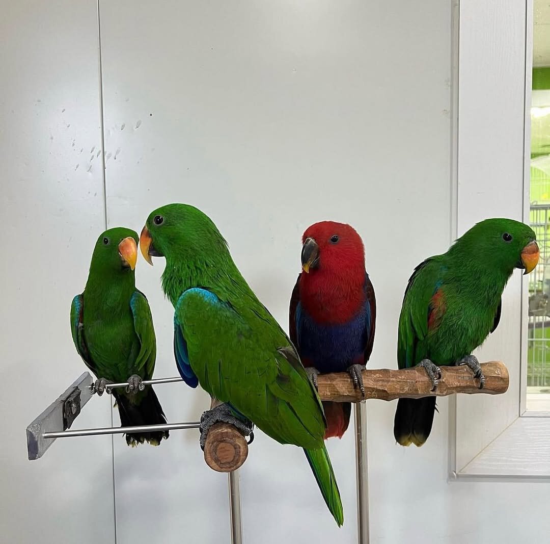 Eclectus Parrots For Sale image 2