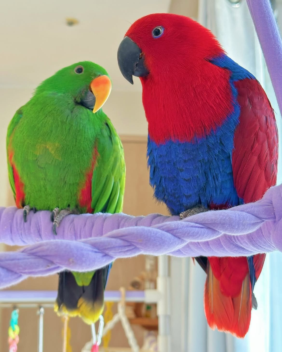 Eclectus Parrots For Sale image 1