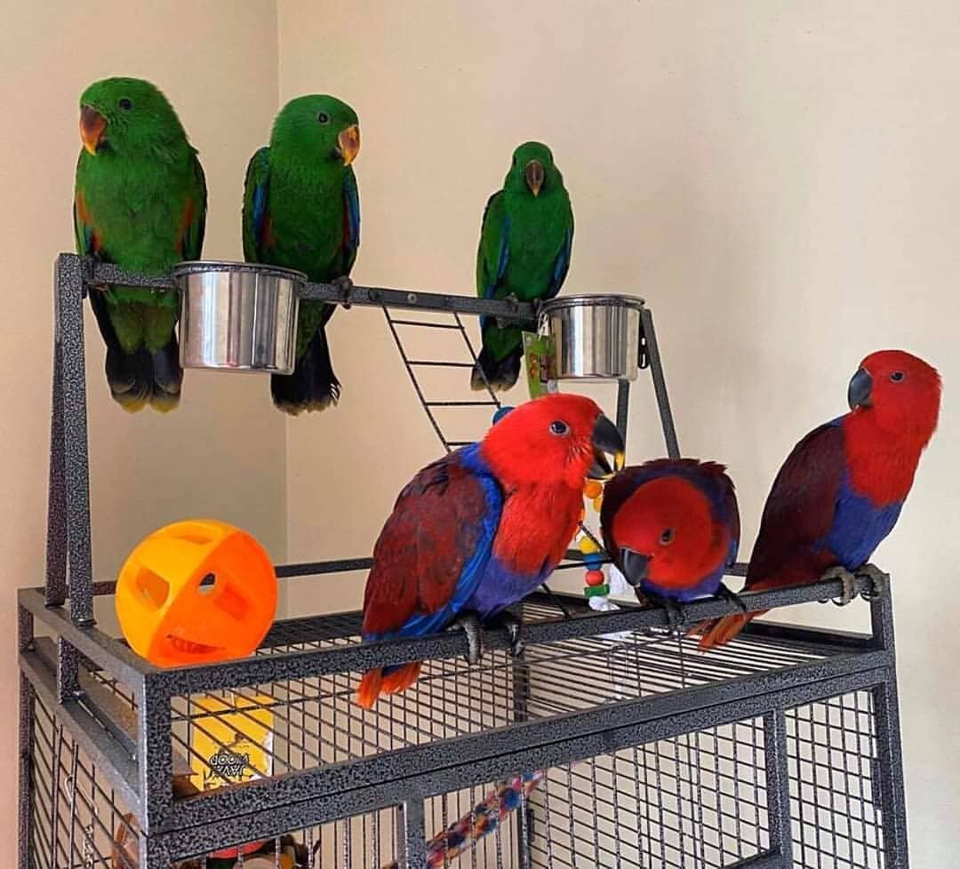 Eclectus Parrots For Sale image 3