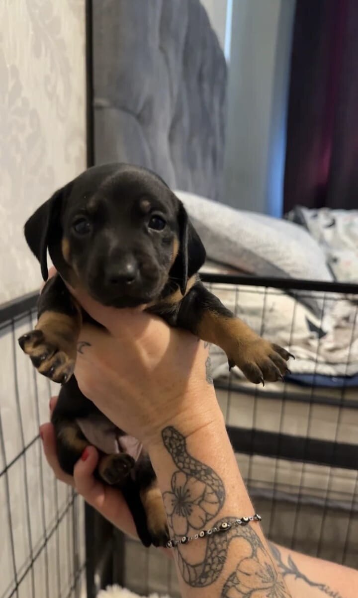 Adorable dachshund image 5