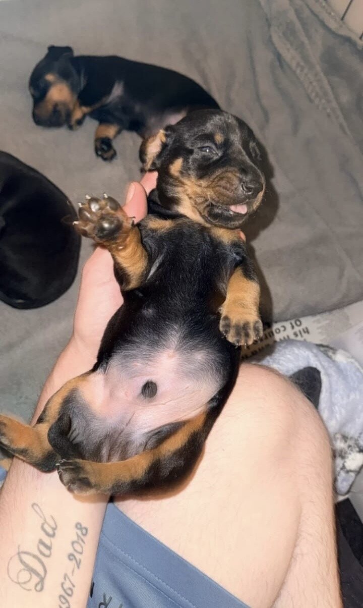 Adorable dachshund image 2