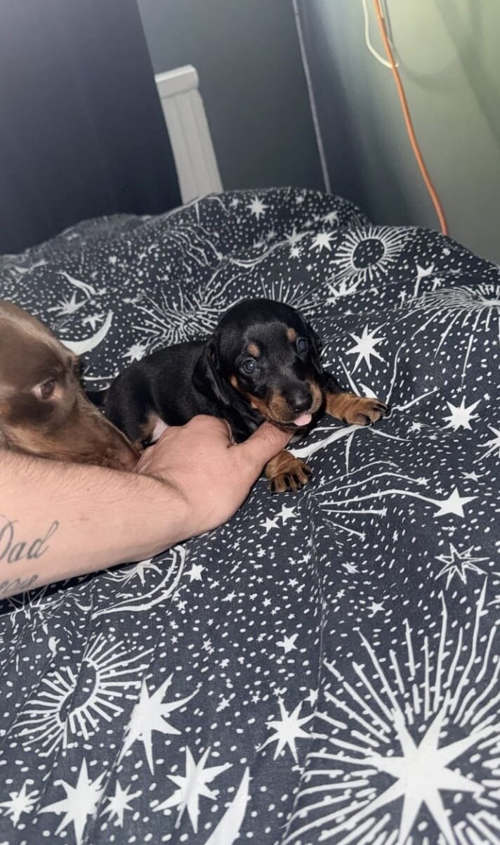 Adorable dachshund image 4