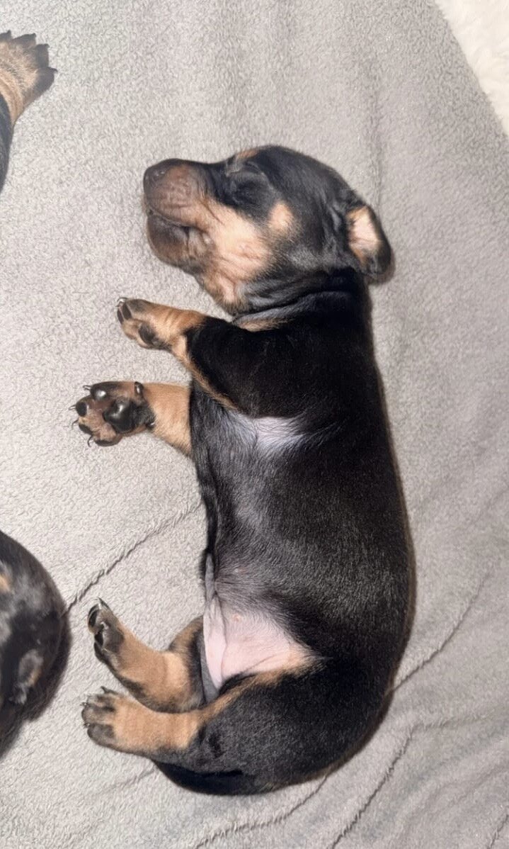 Adorable dachshund image 1