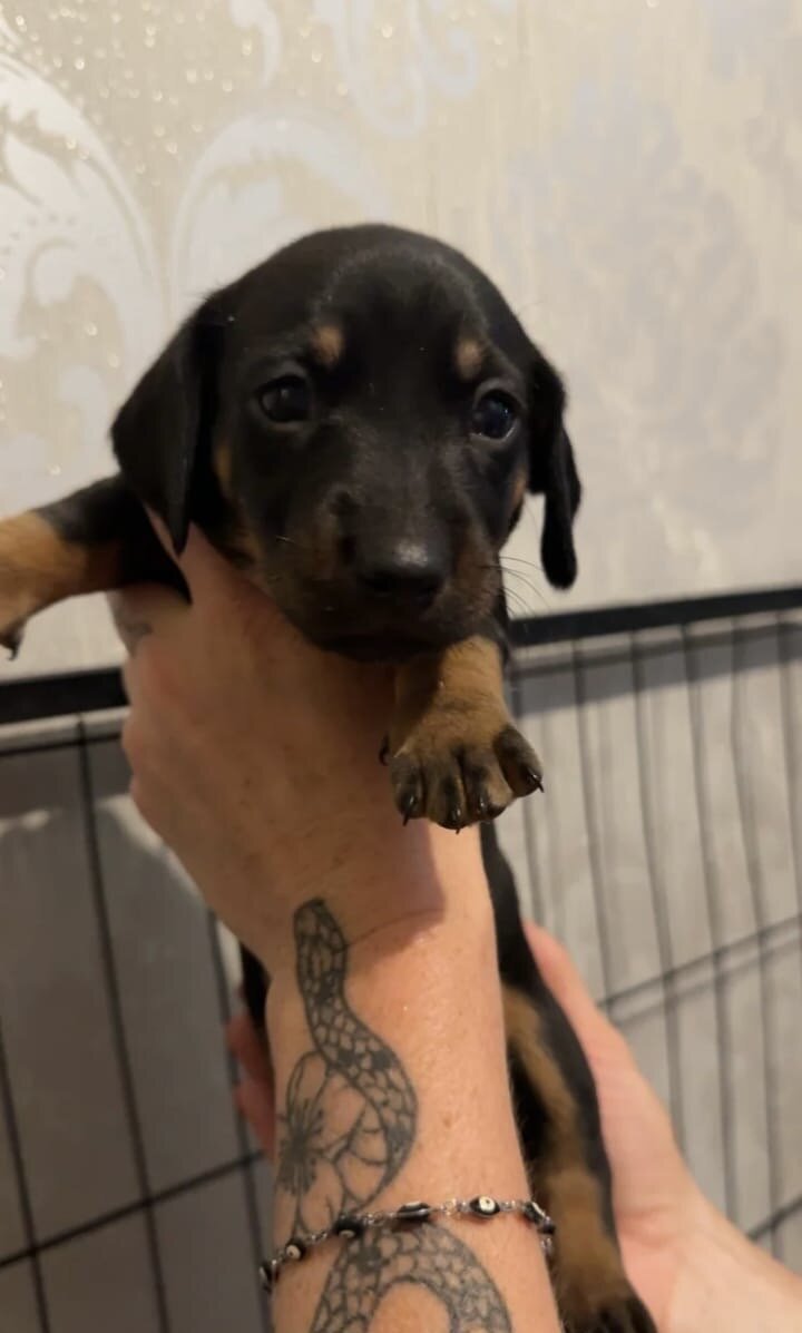 Adorable dachshund image 3