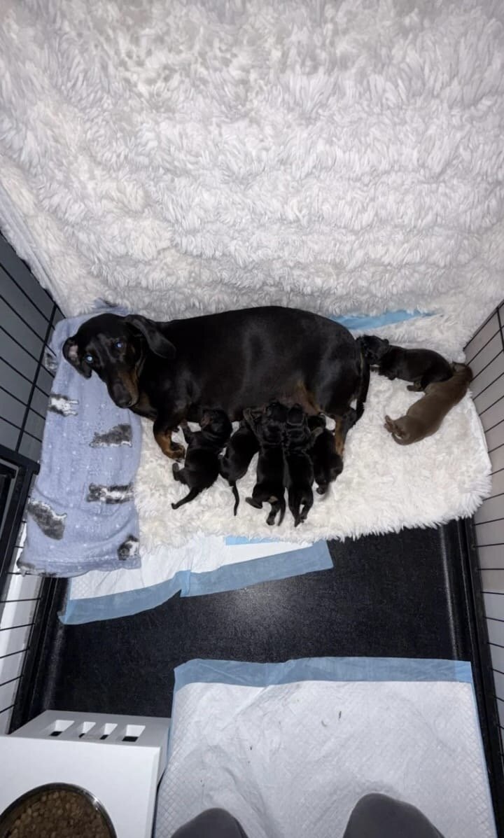Adorable dachshund image 6