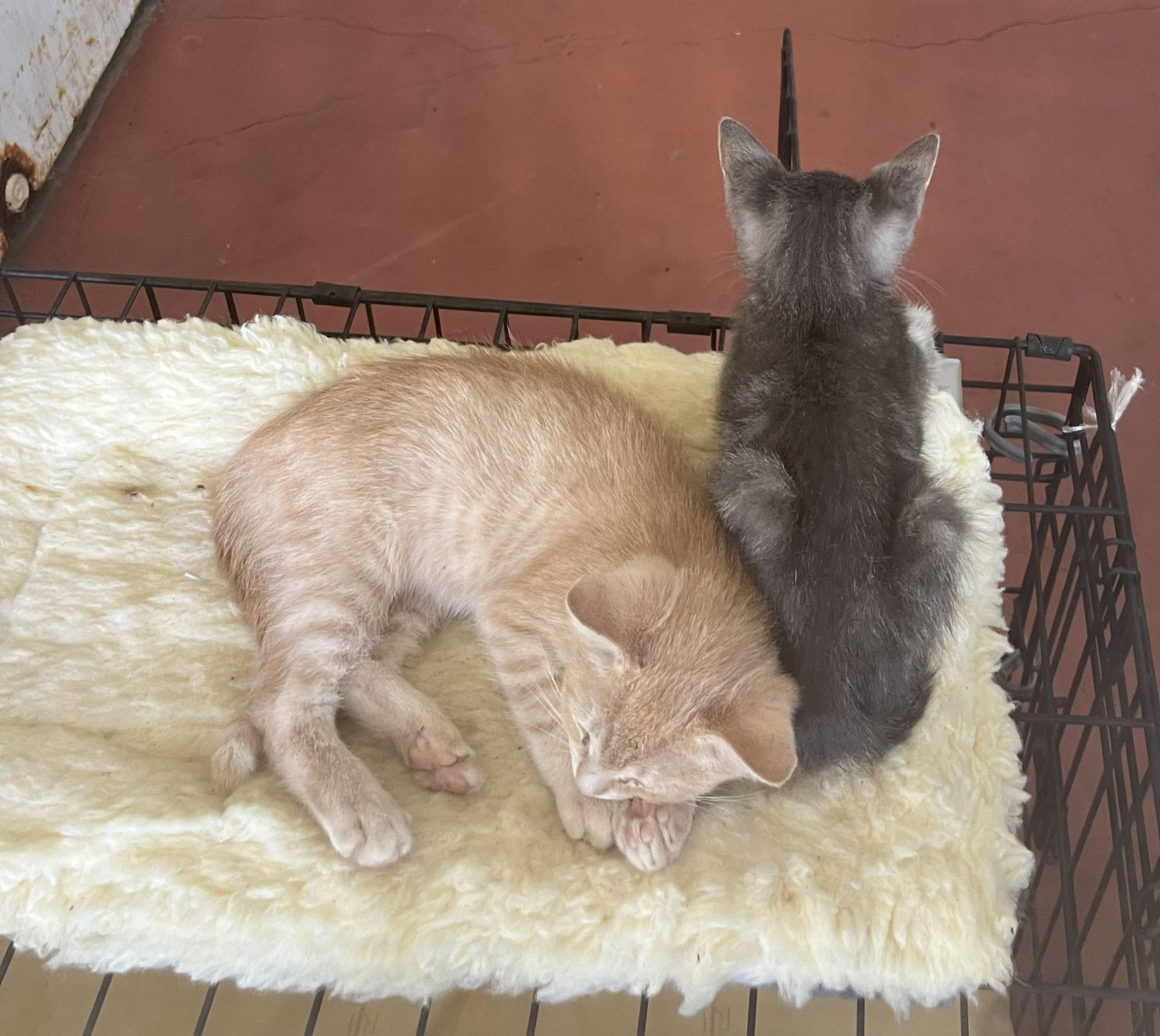 Young Kittens image 1