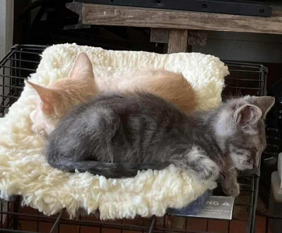 Young Kittens image 2