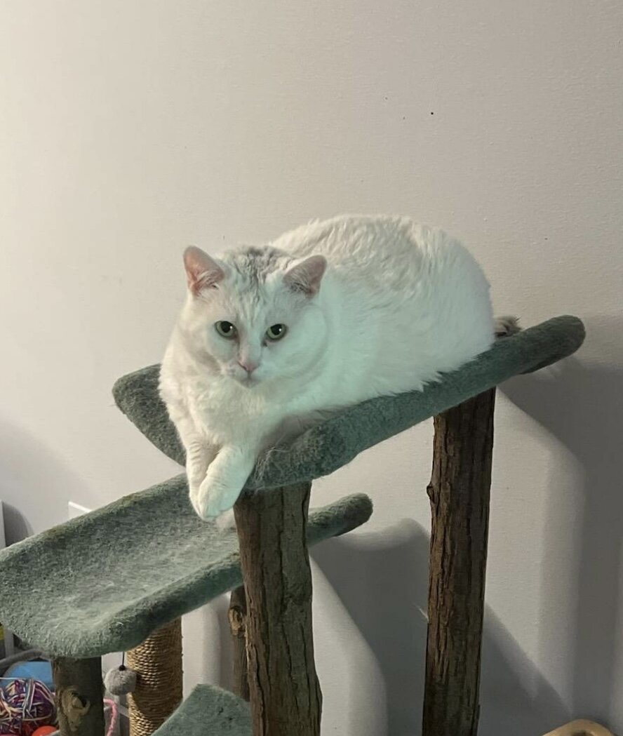 Alice - F Cat 7/8yrs old image 2