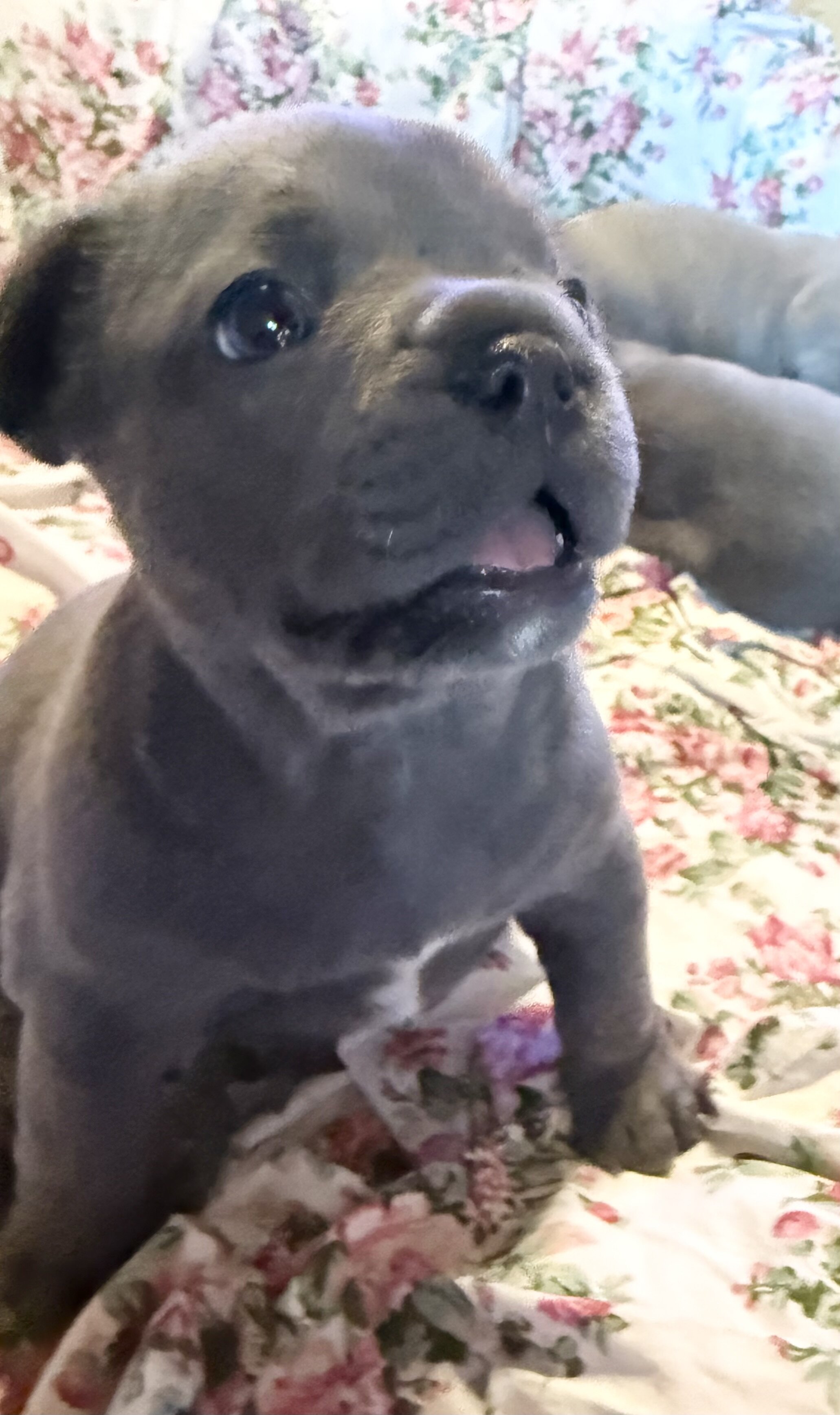 French Bulldog Lilac *****SOLD***** image 5