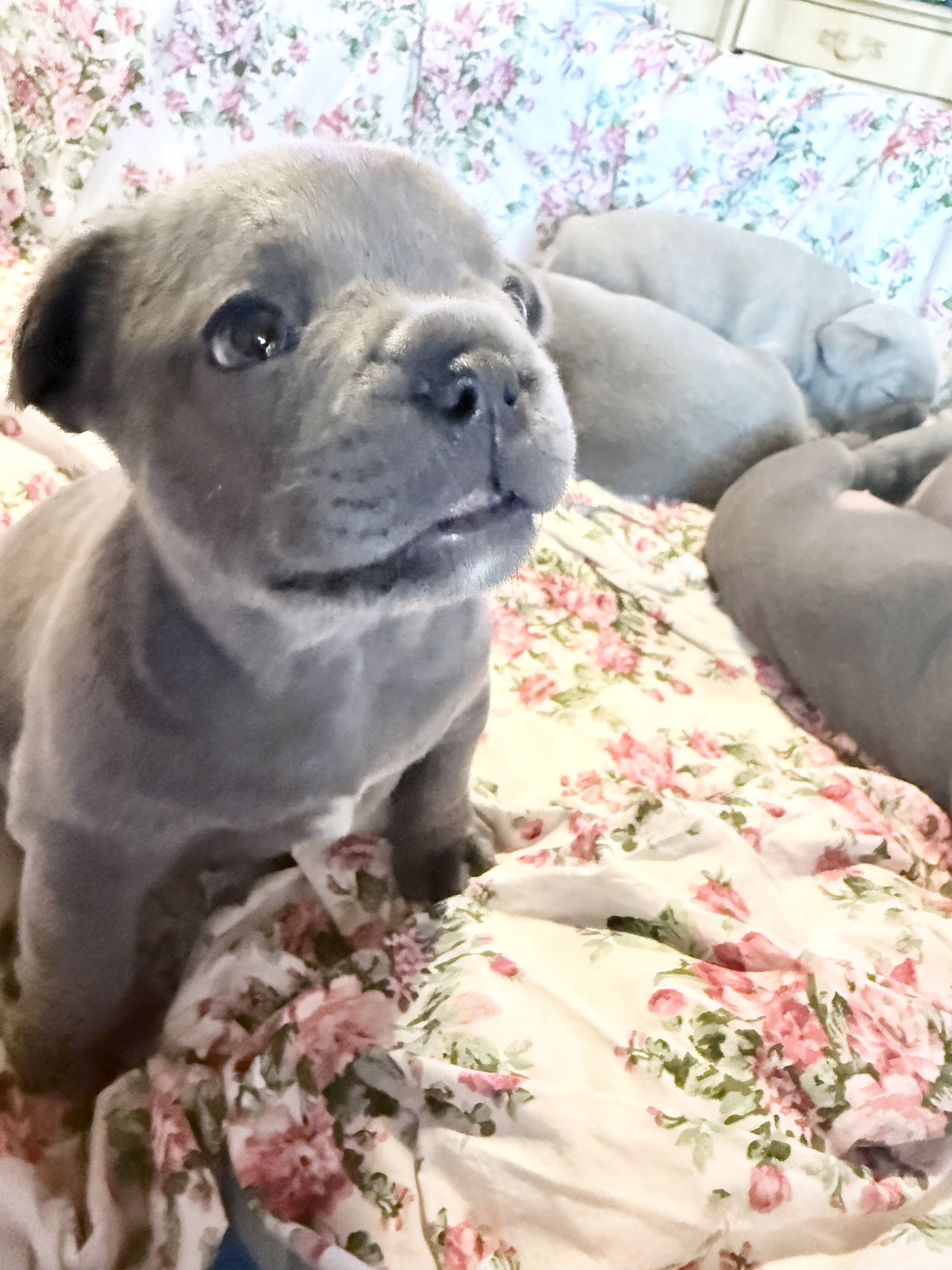 French Bulldog Lilac *****SOLD***** image 4