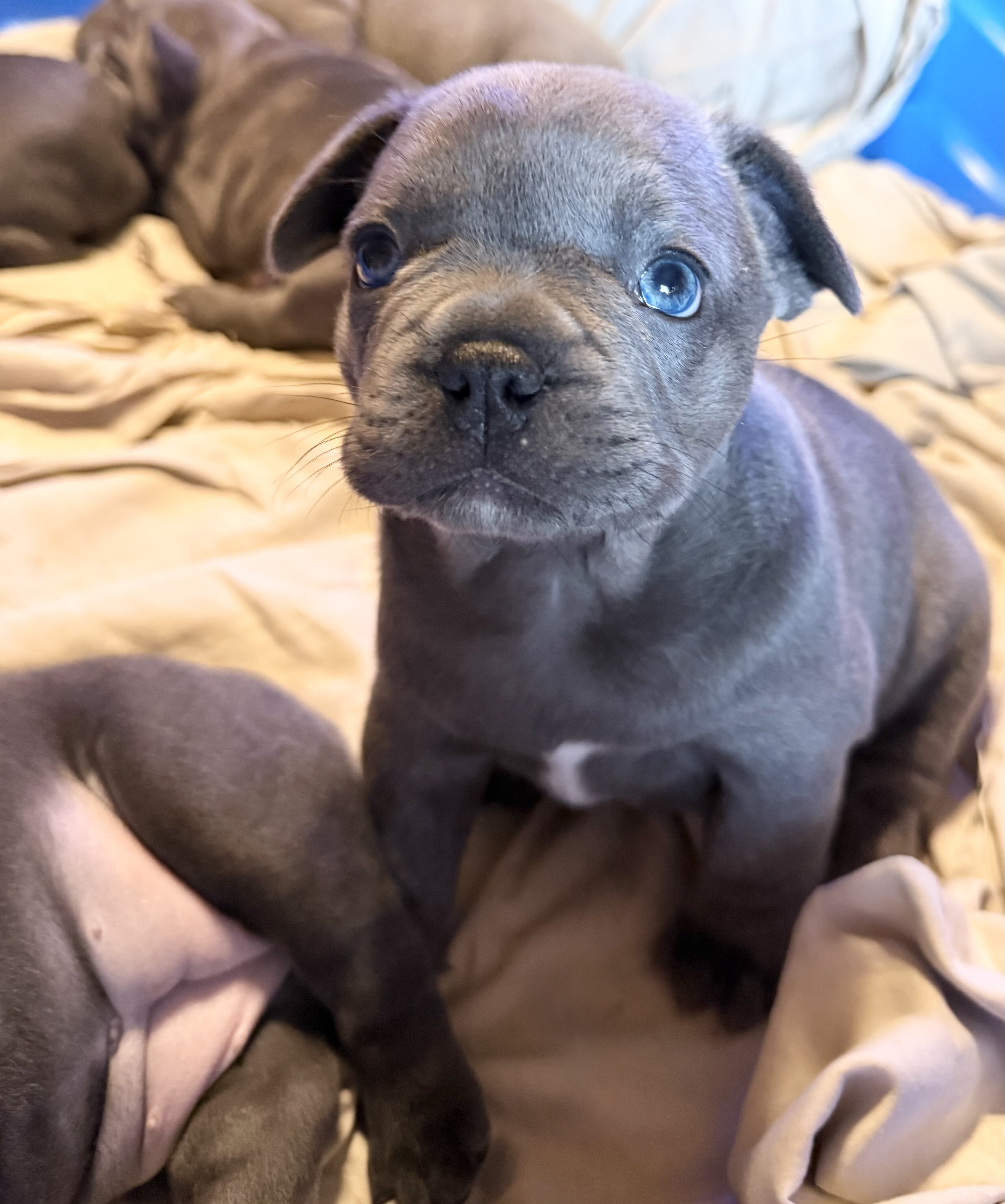 French Bulldog Lilac *****SOLD***** image 3