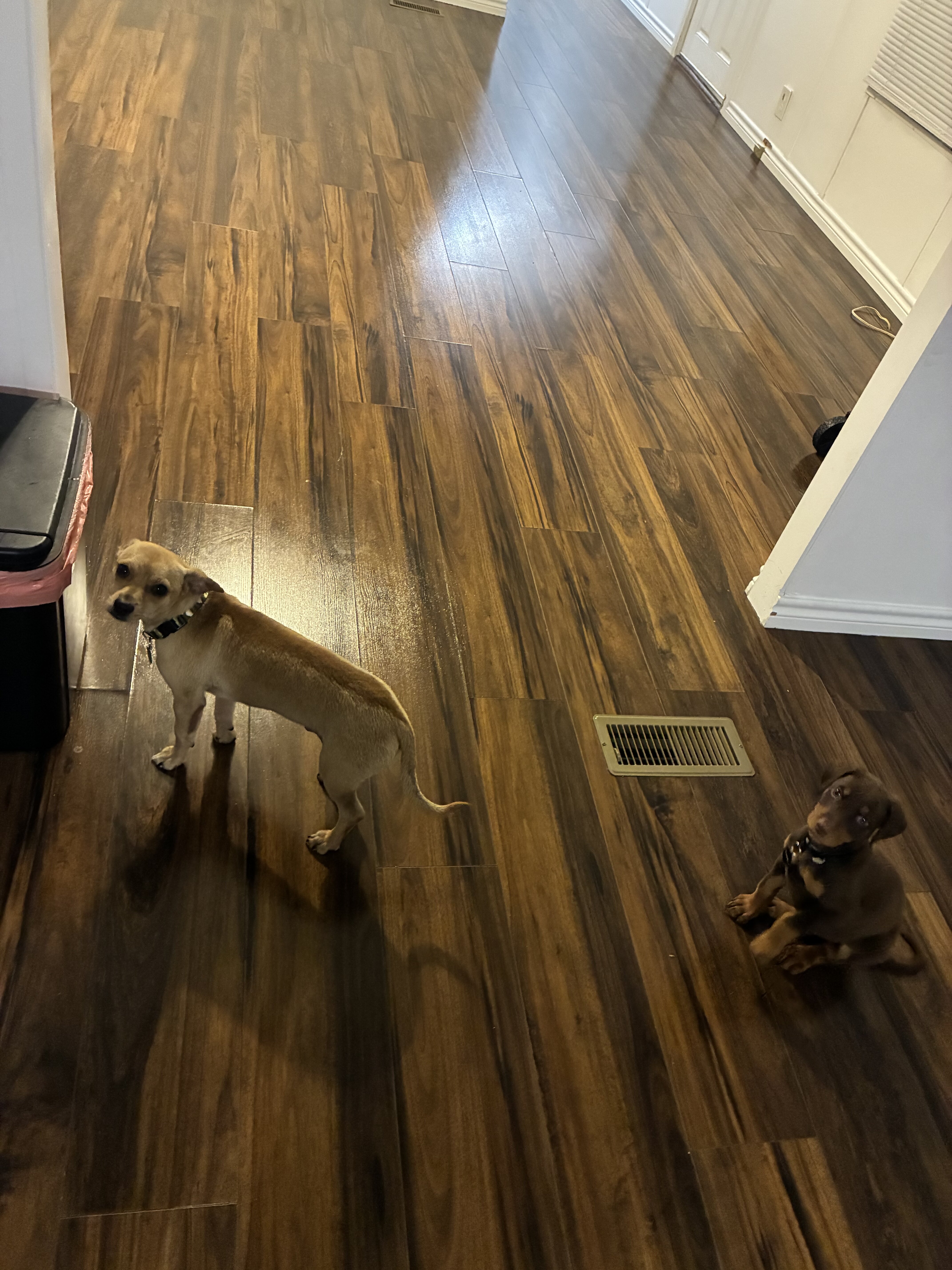 6 week Old Female Doberman image 4
