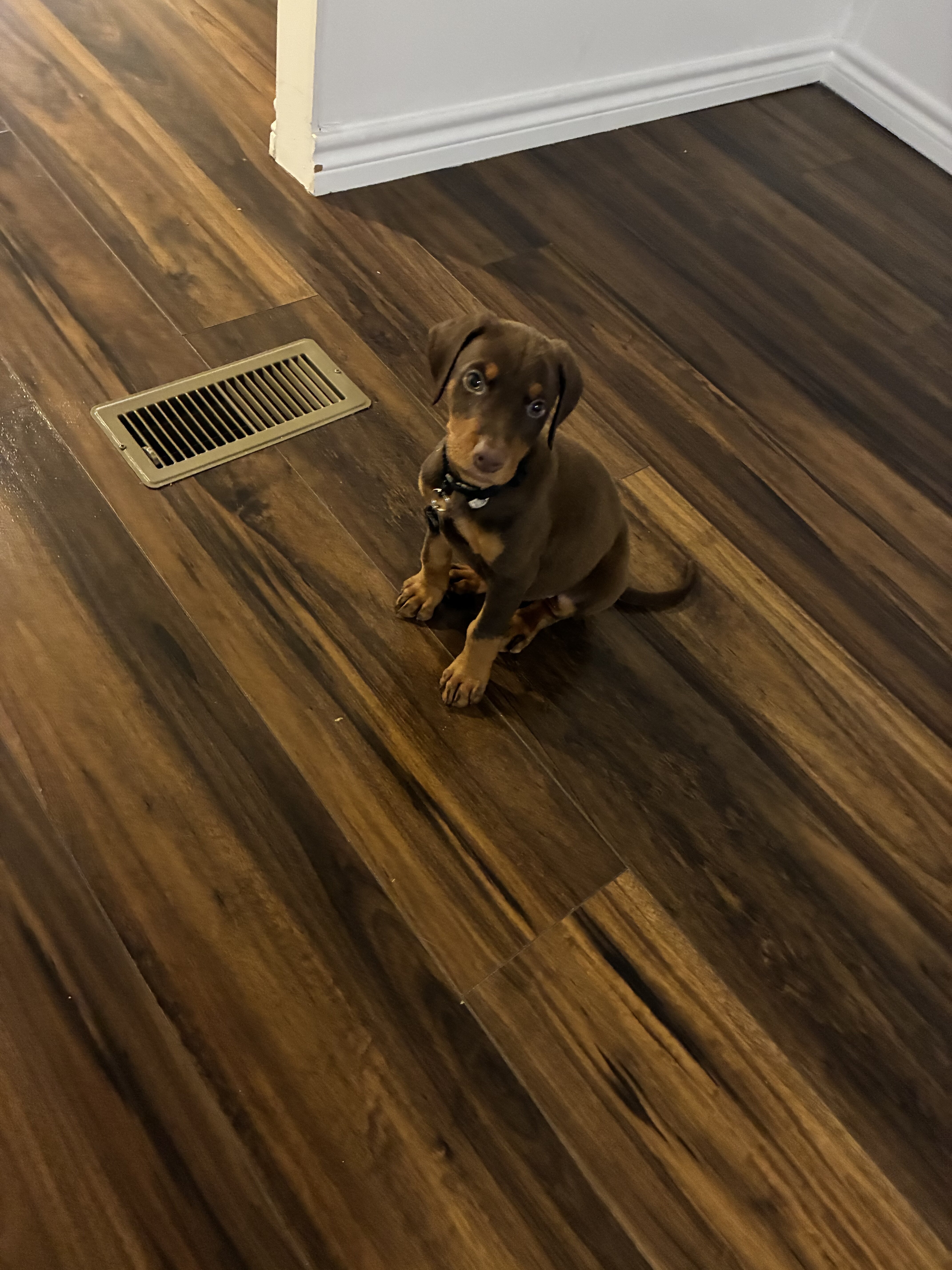 6 week Old Female Doberman image 3