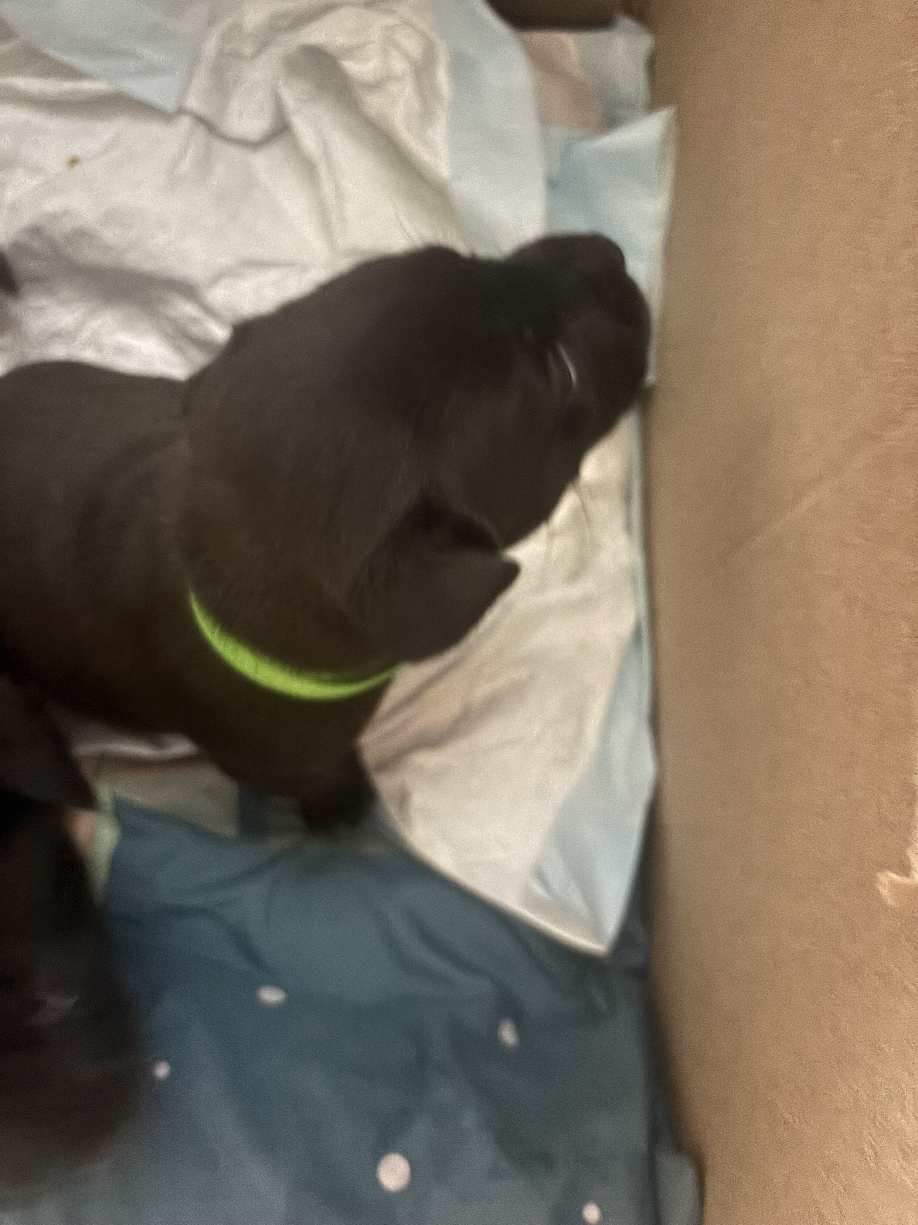 Black lab/ Pitbull mix image 1