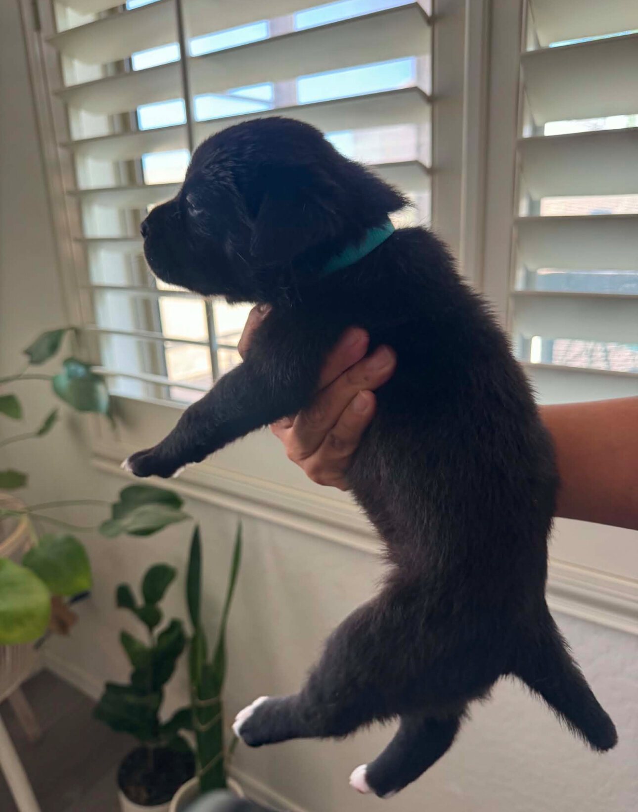 Black lab/ Pitbull mix image 3