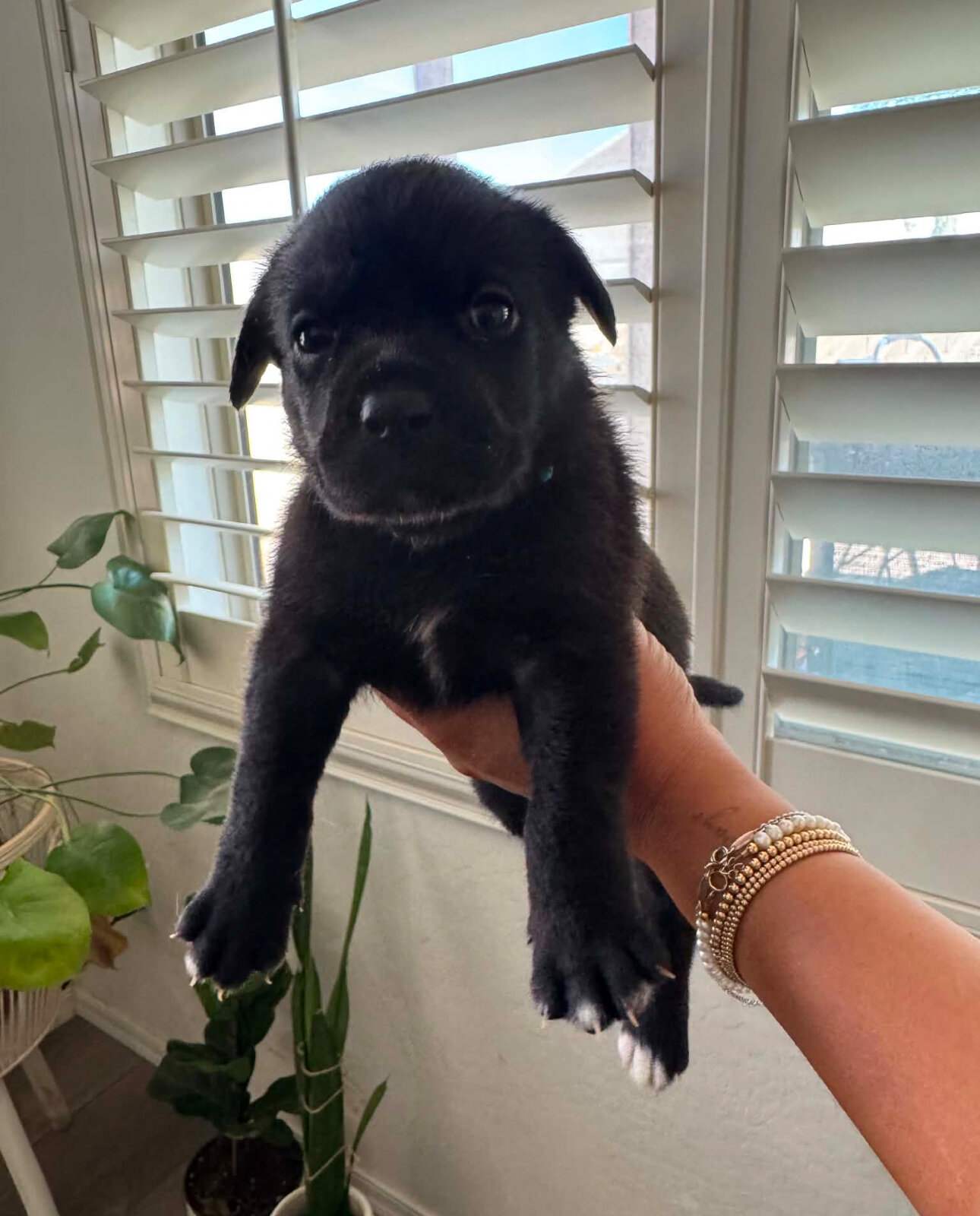 Black lab/ Pitbull mix image 4