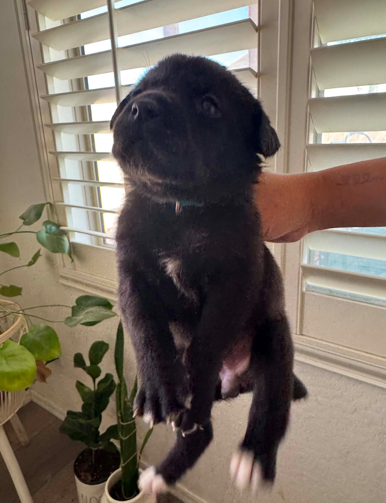 Black lab/ Pitbull mix image 5