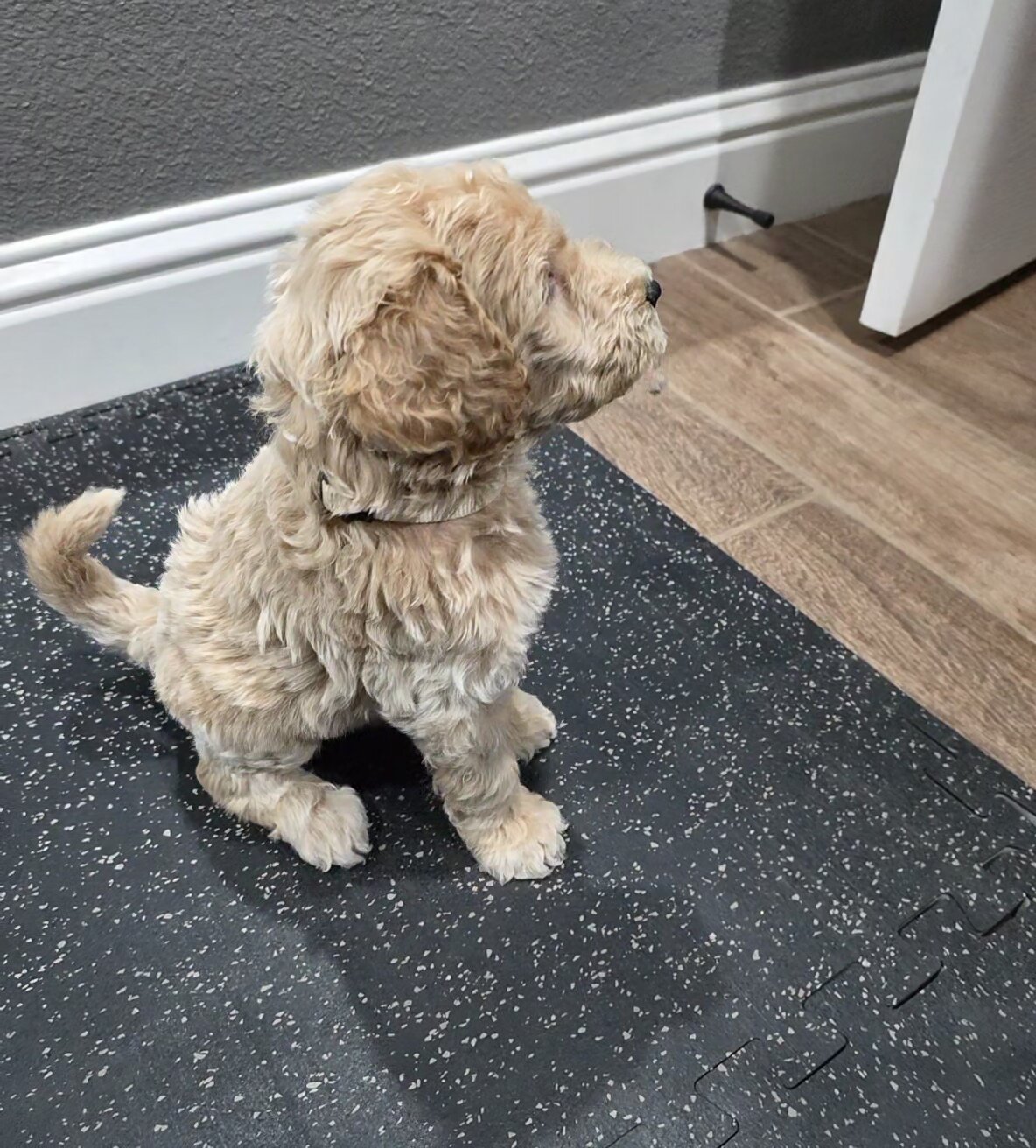 Goldendoodle image 1