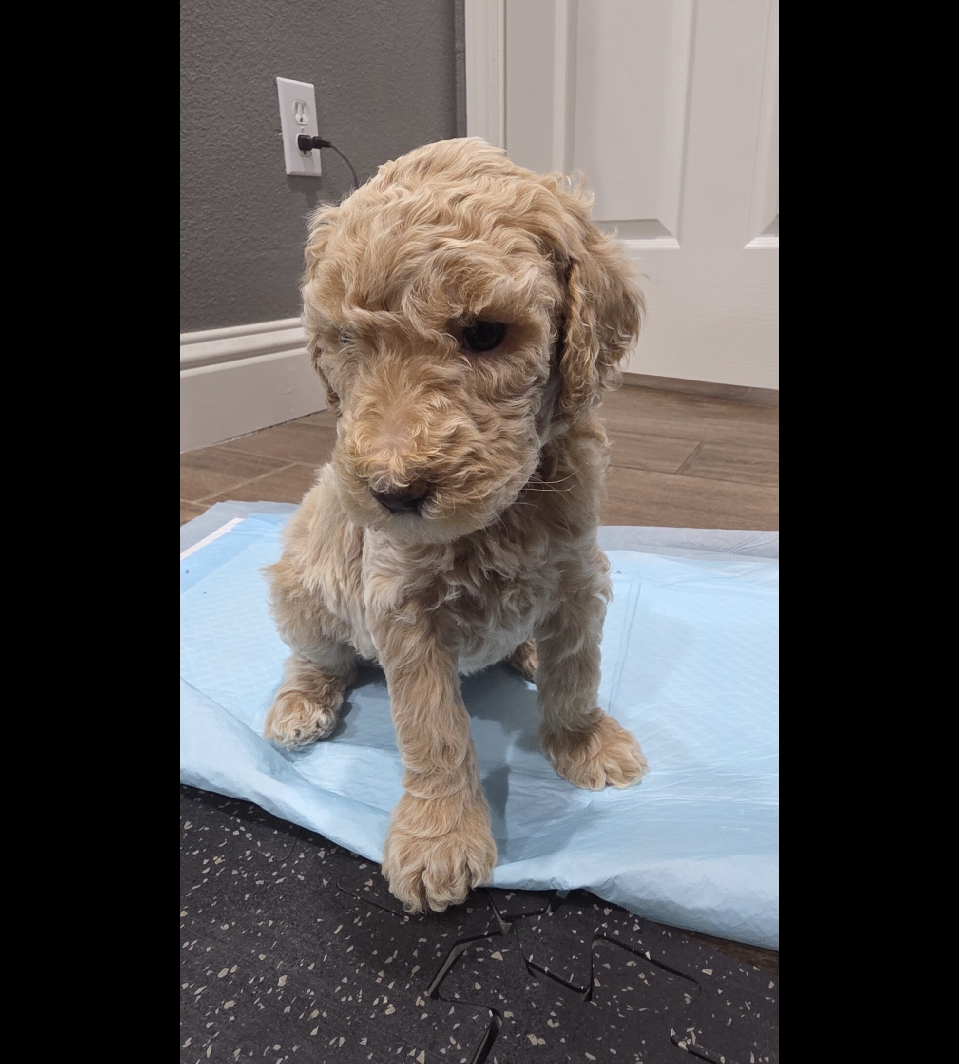 Goldendoodle image 3