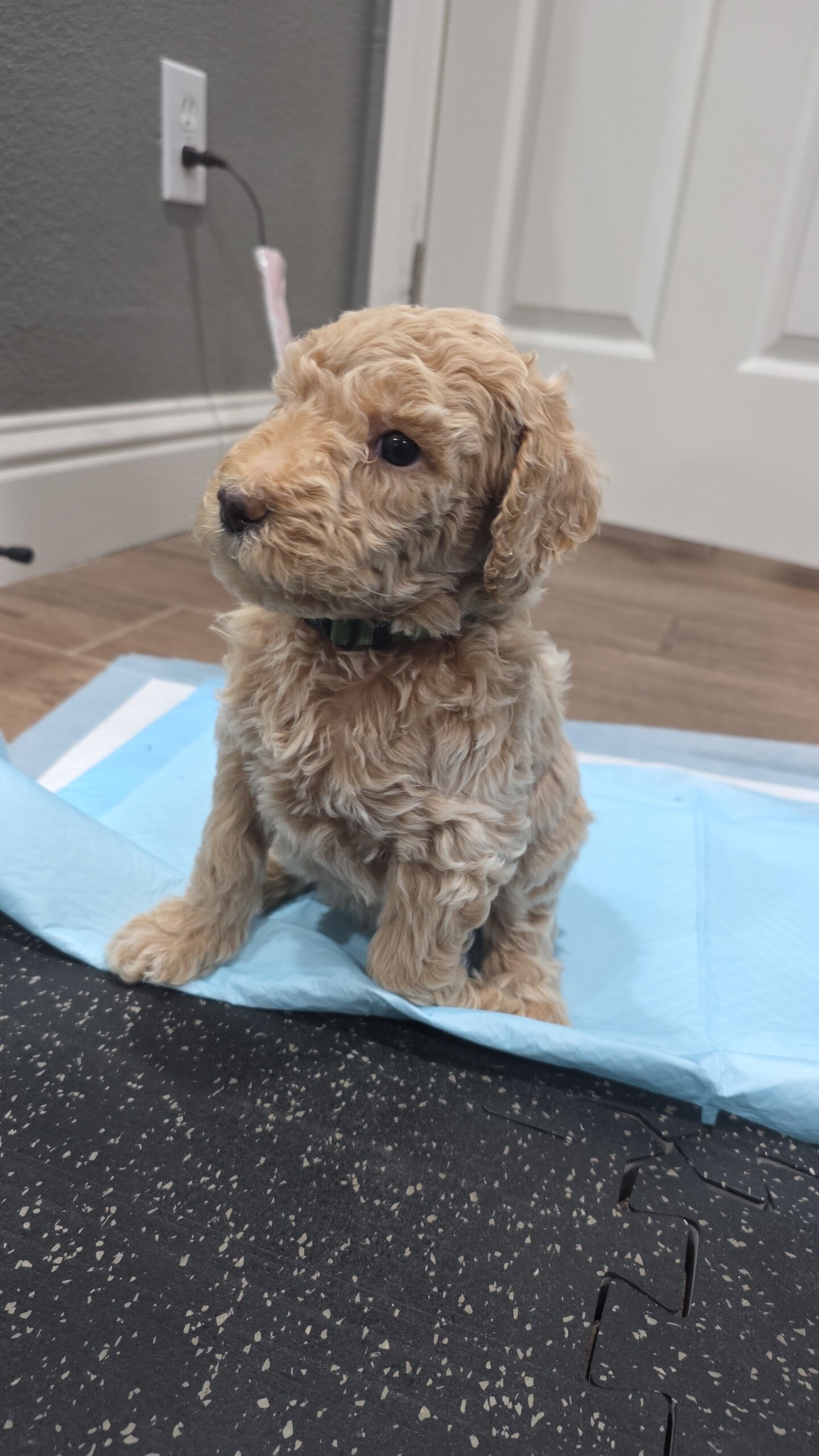 Goldendoodle image 2