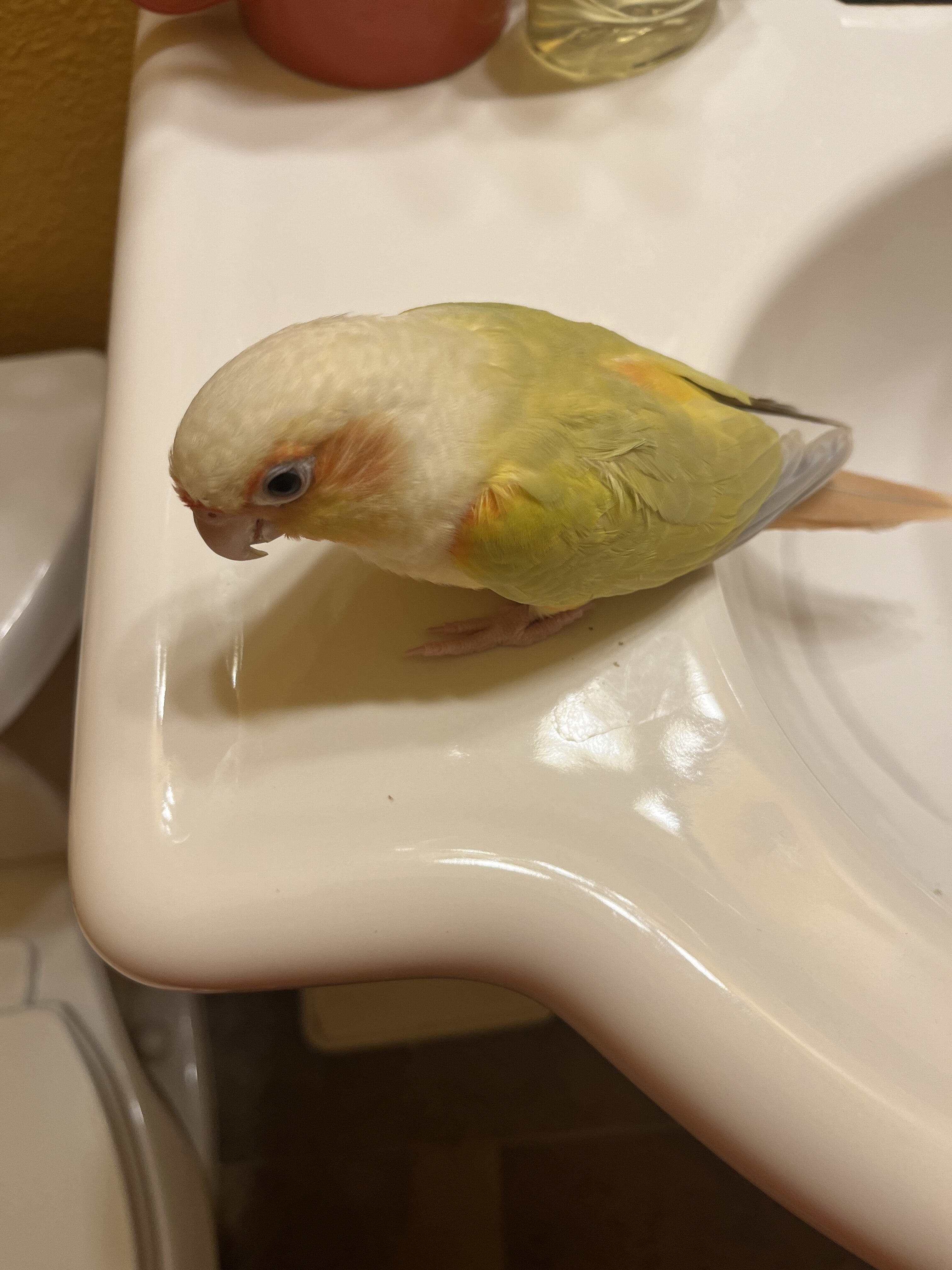 Mooncheek Conure image 1
