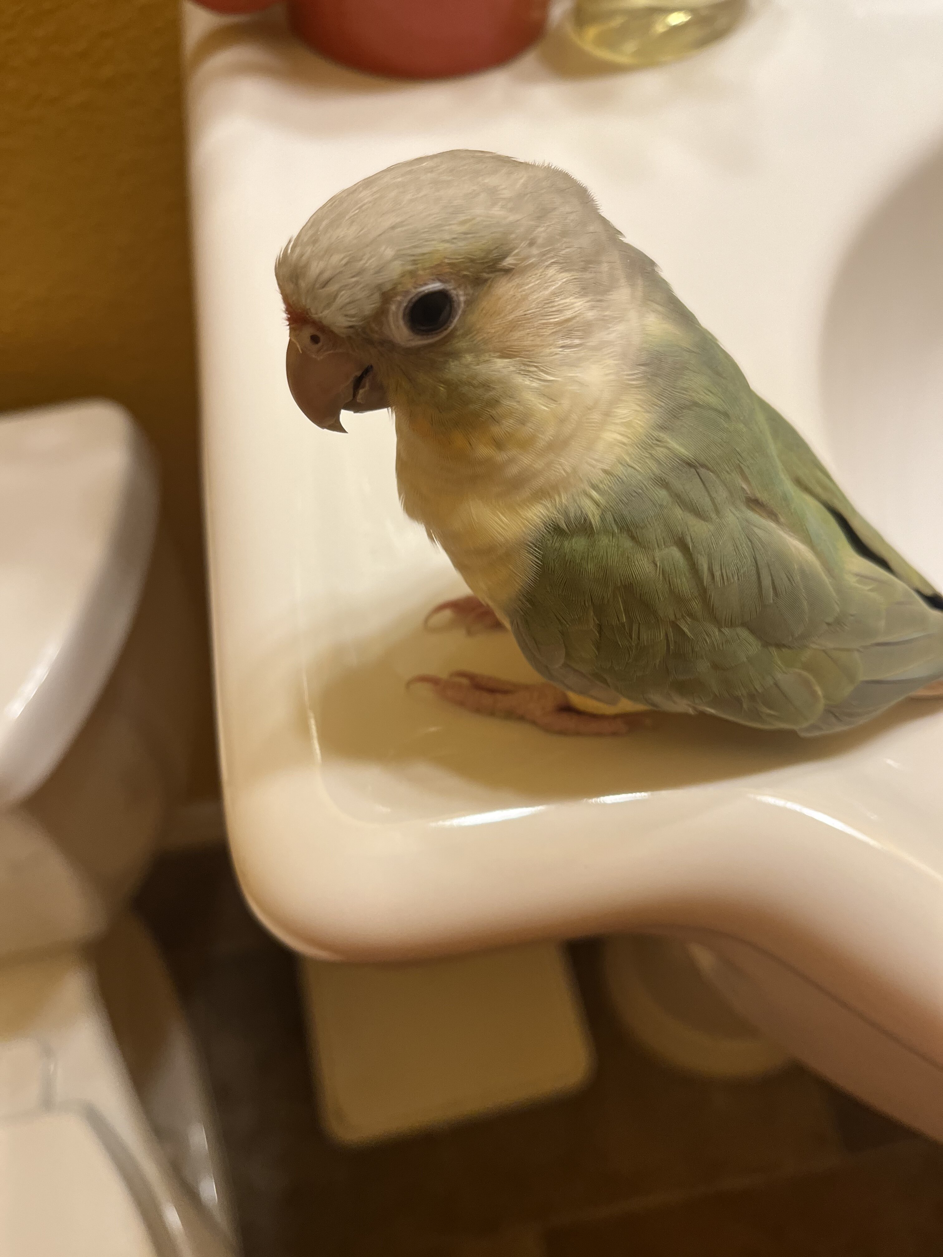 Mooncheek Conure image 1