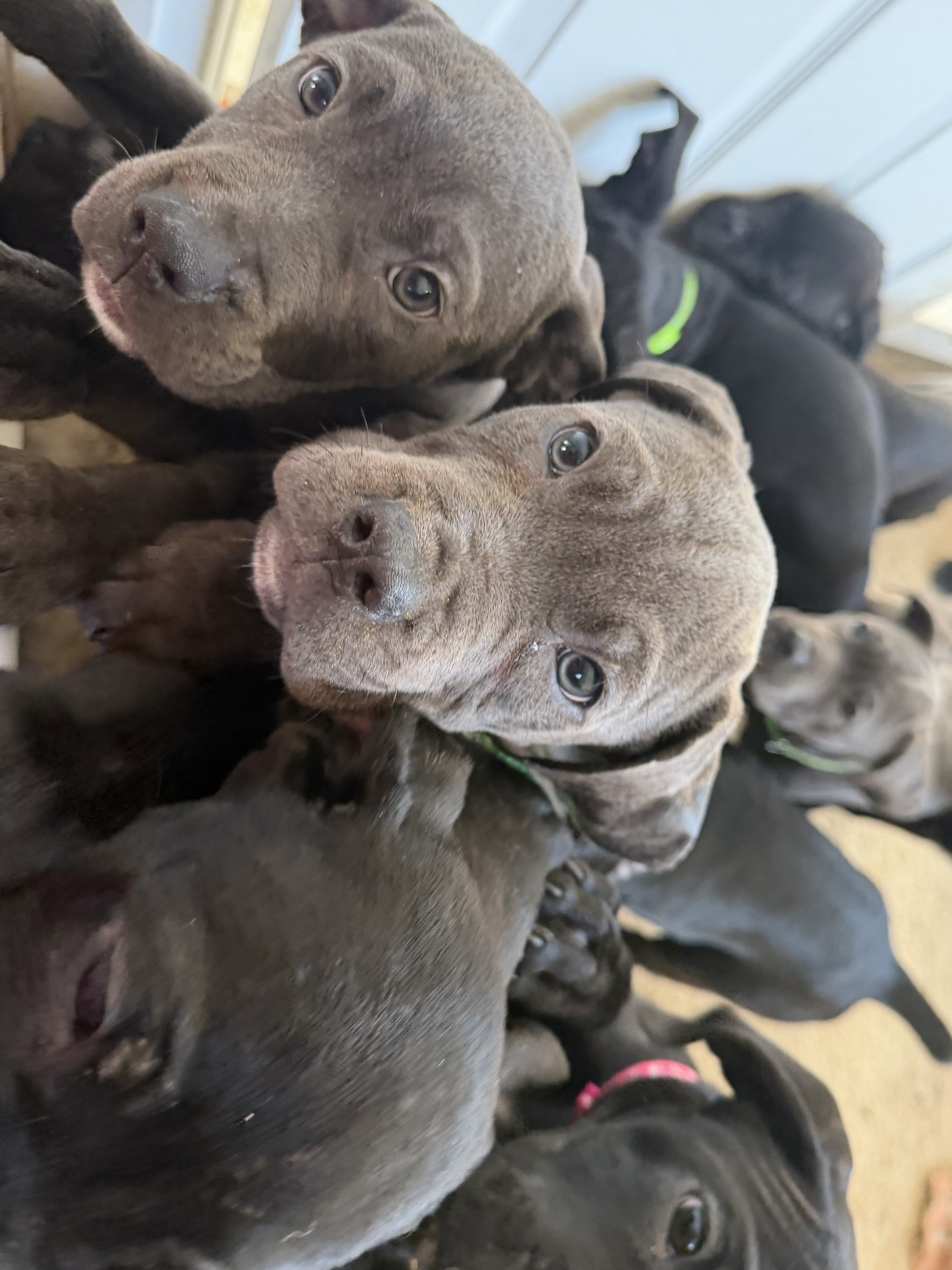 Cane Corso Pups looking for our Furever Home image 1