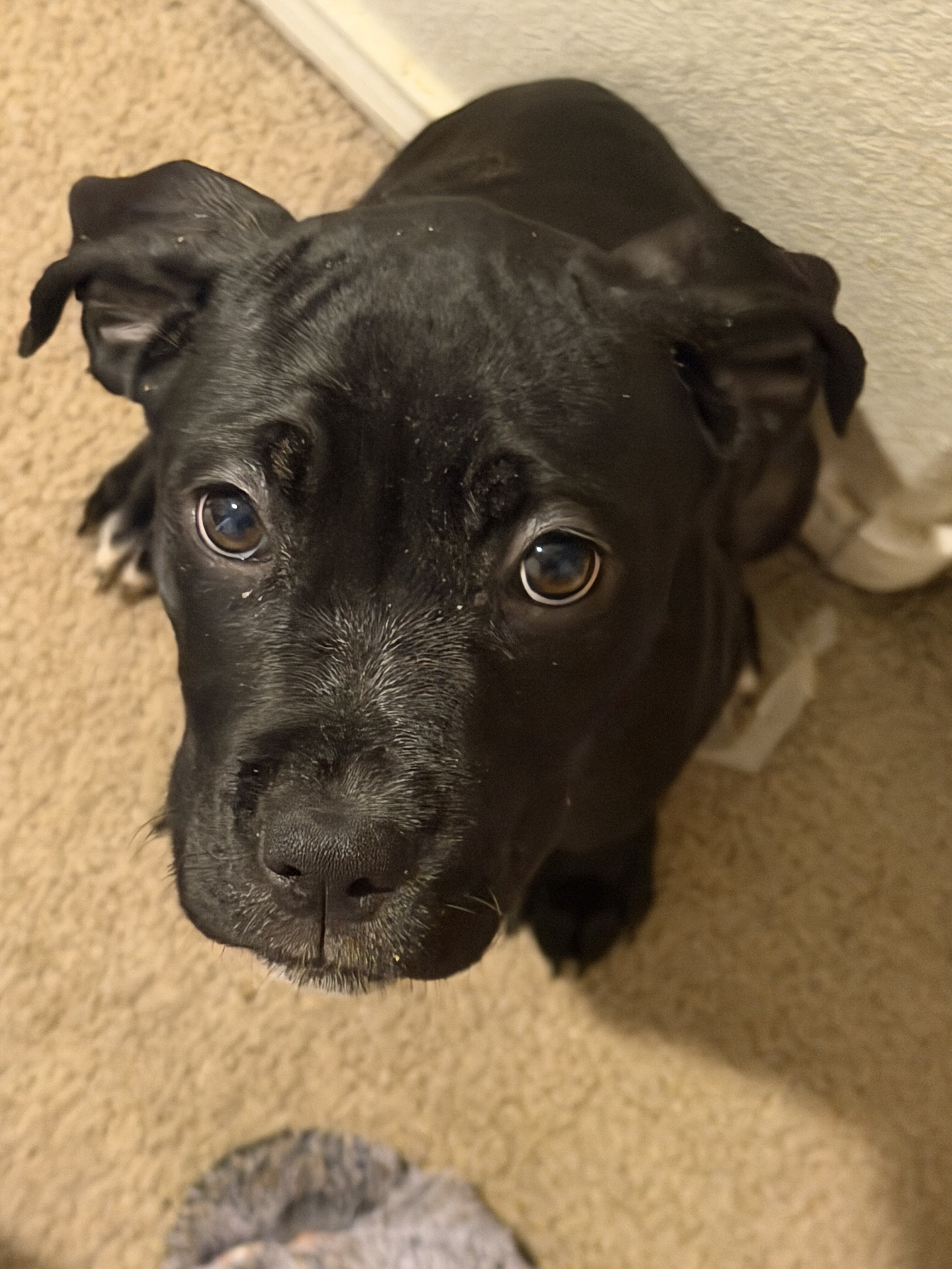 Cane Corso Pups looking for our Furever Home image 2