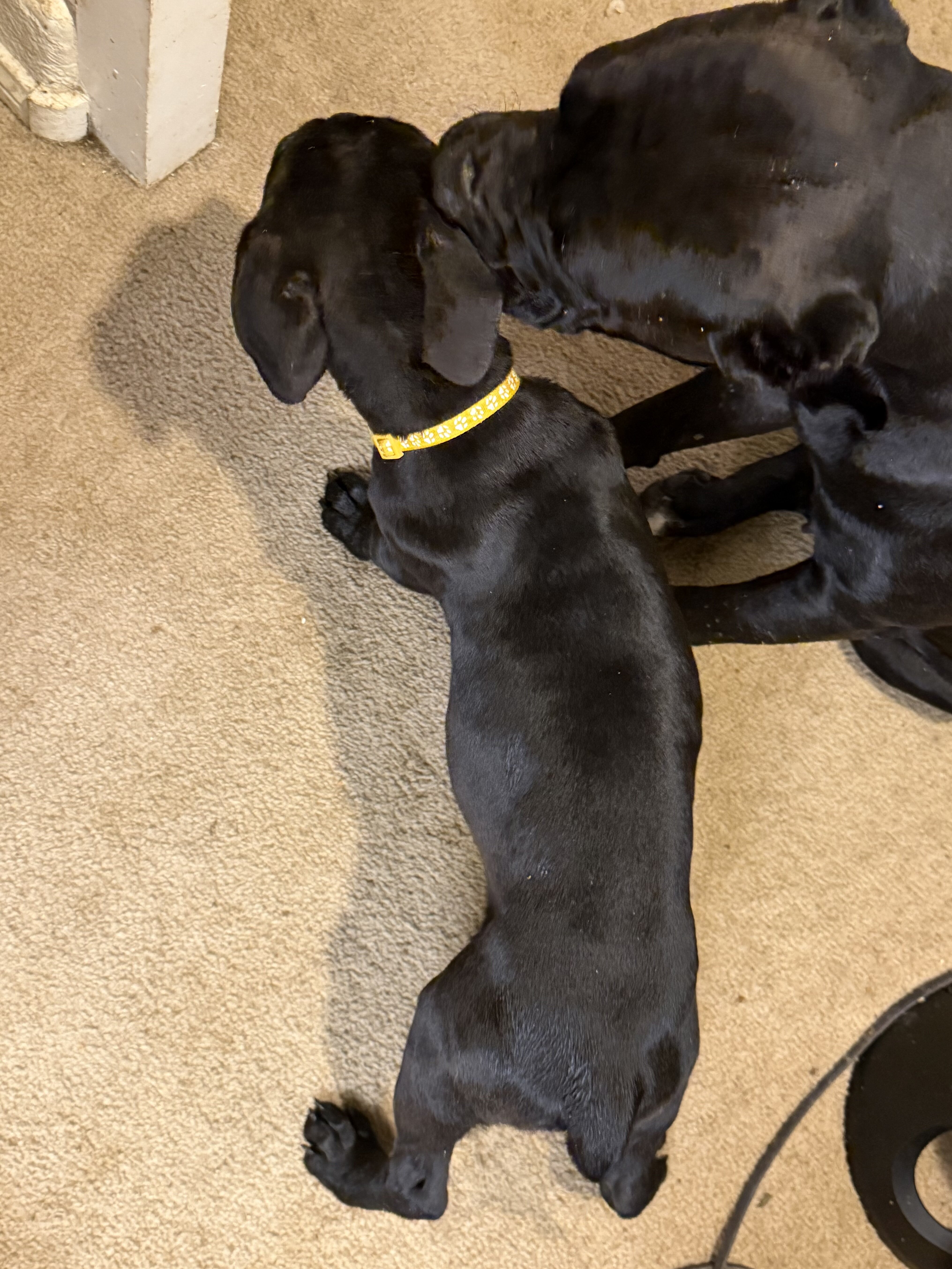 Cane Corso Pups looking for our Furever Home image 3