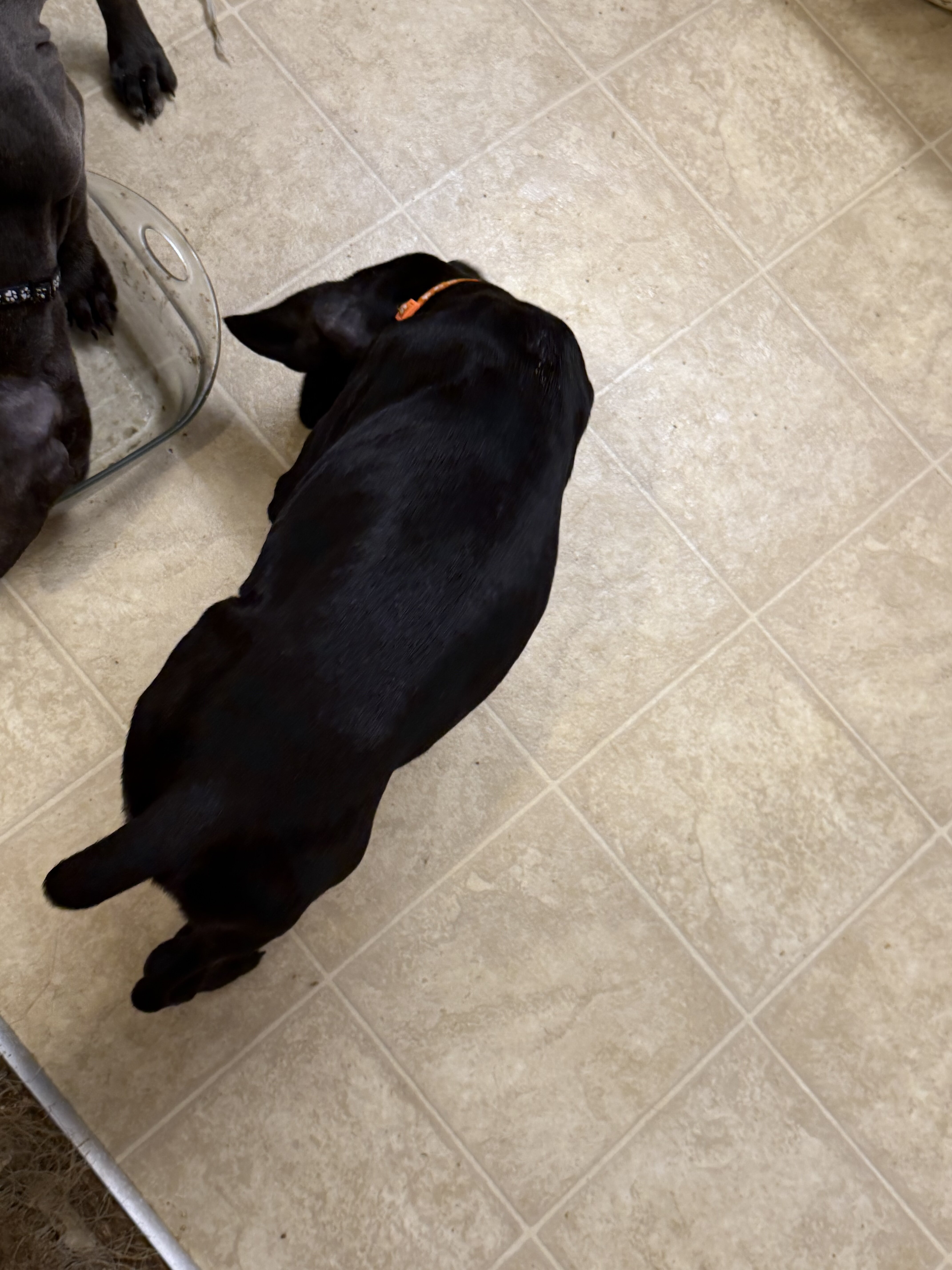 Cane Corso Pups looking for our Furever Home image 4