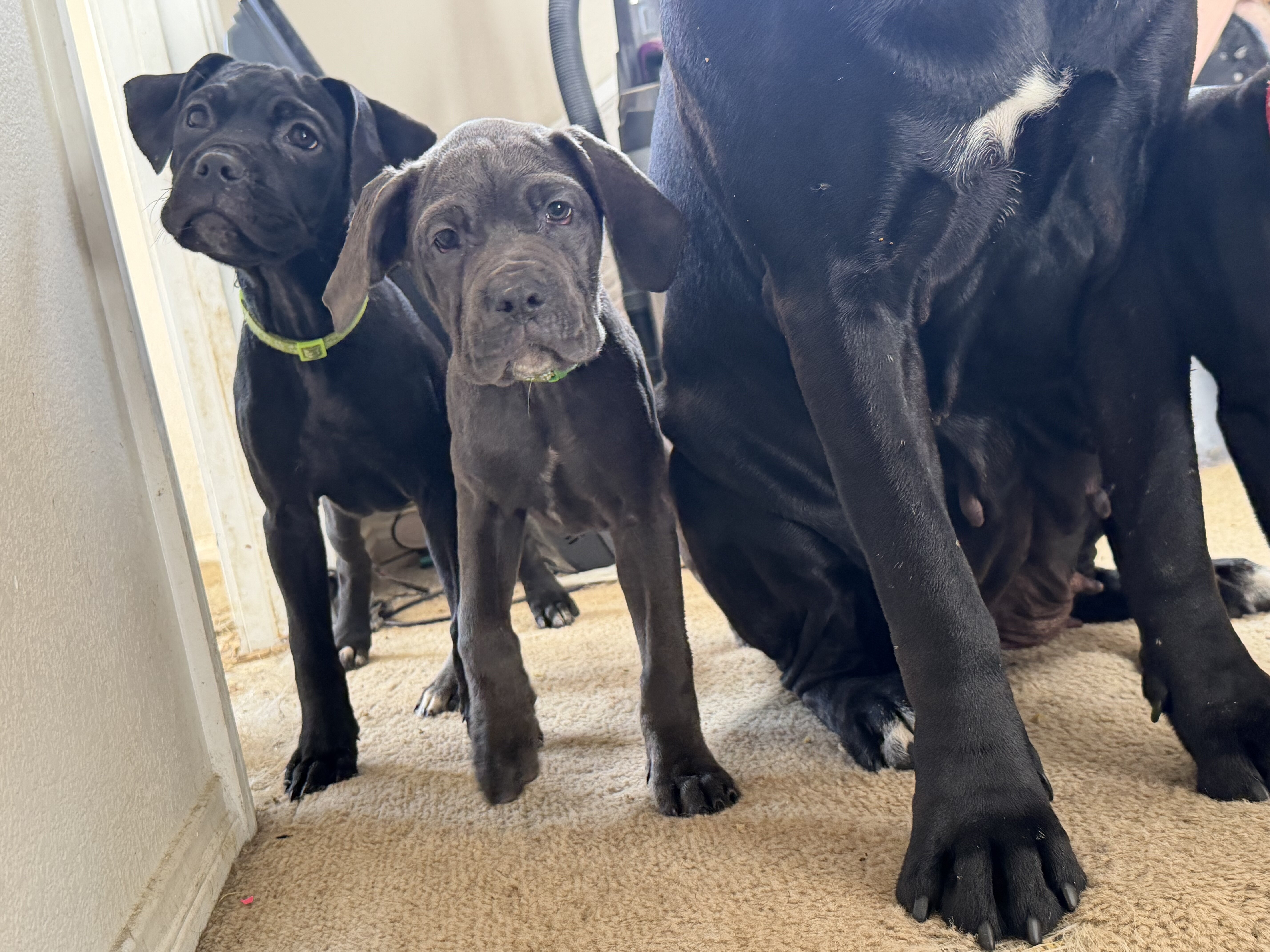 Cane Corso Pups looking for our Furever Home image 5