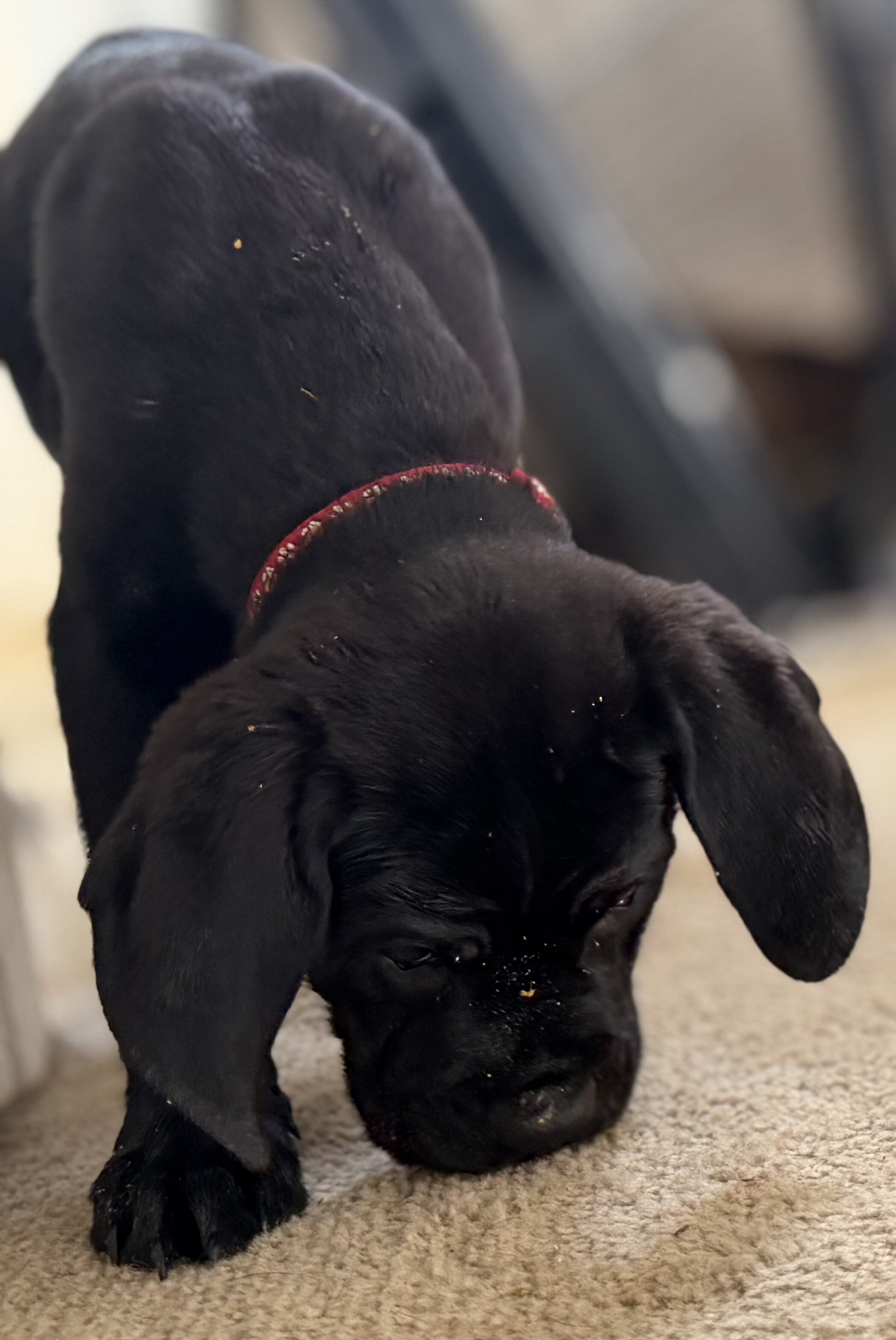 Cane Corso Pups looking for our Furever Home image 6