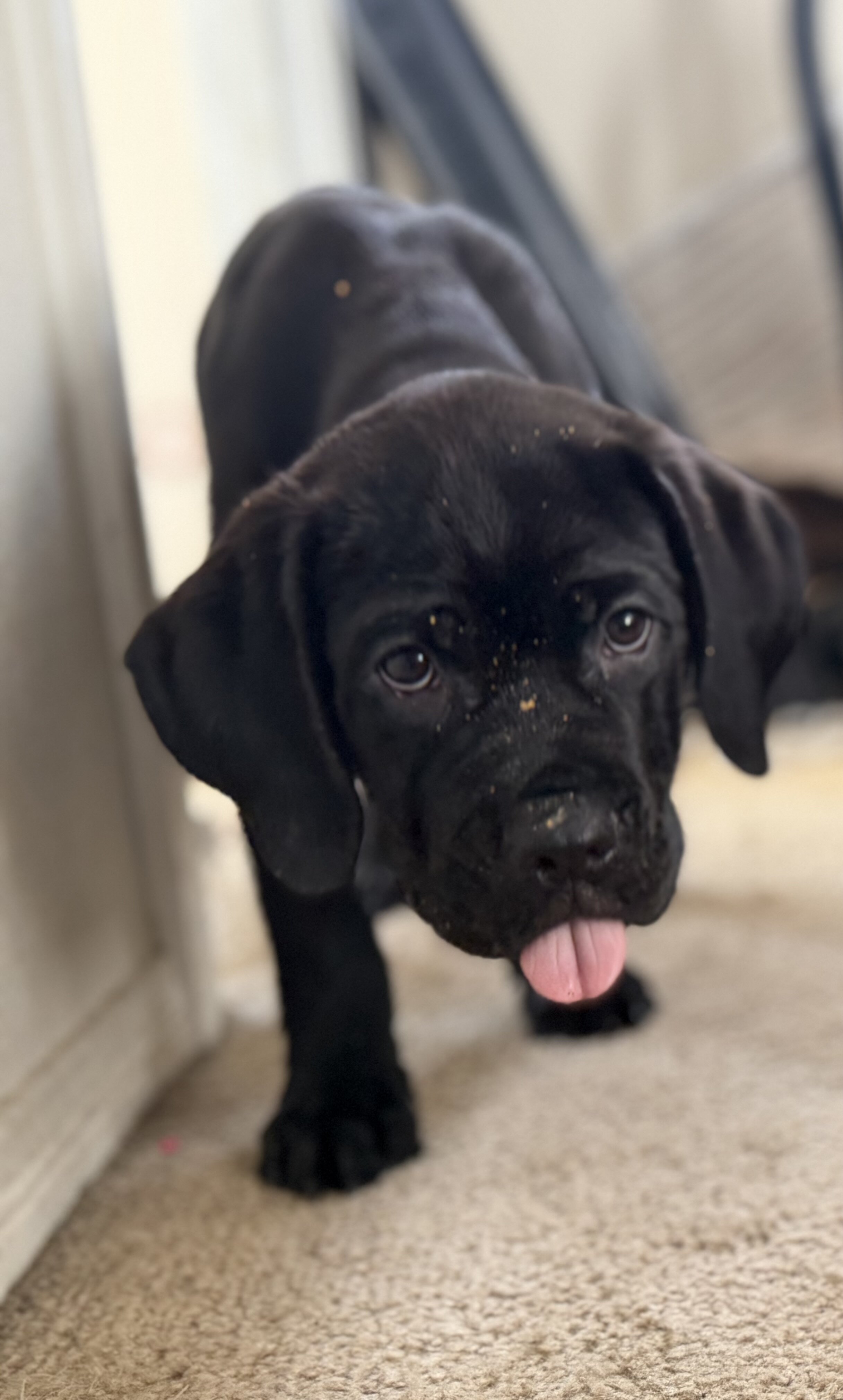 Cane Corso Pups looking for our Furever Home image 7
