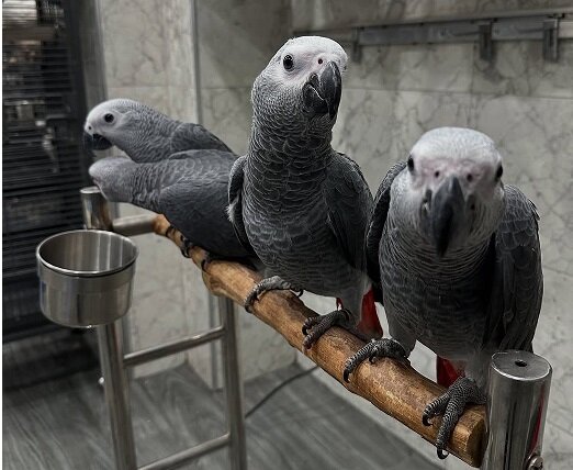 DNA Tested Tamed African Grey Parrots Available image 1