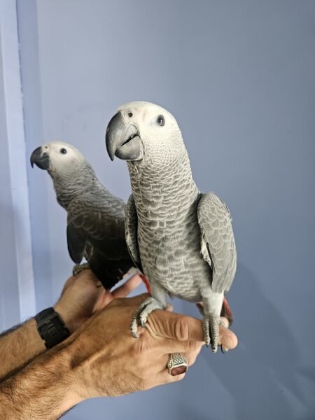 DNA Tested Tamed African Grey Parrots Available image 4