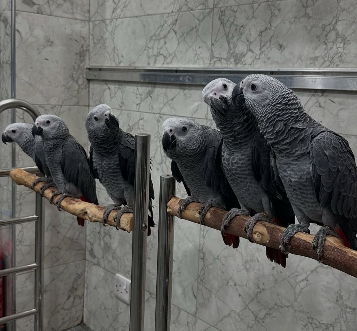 DNA Tested Tamed African Grey Parrots Available image 7