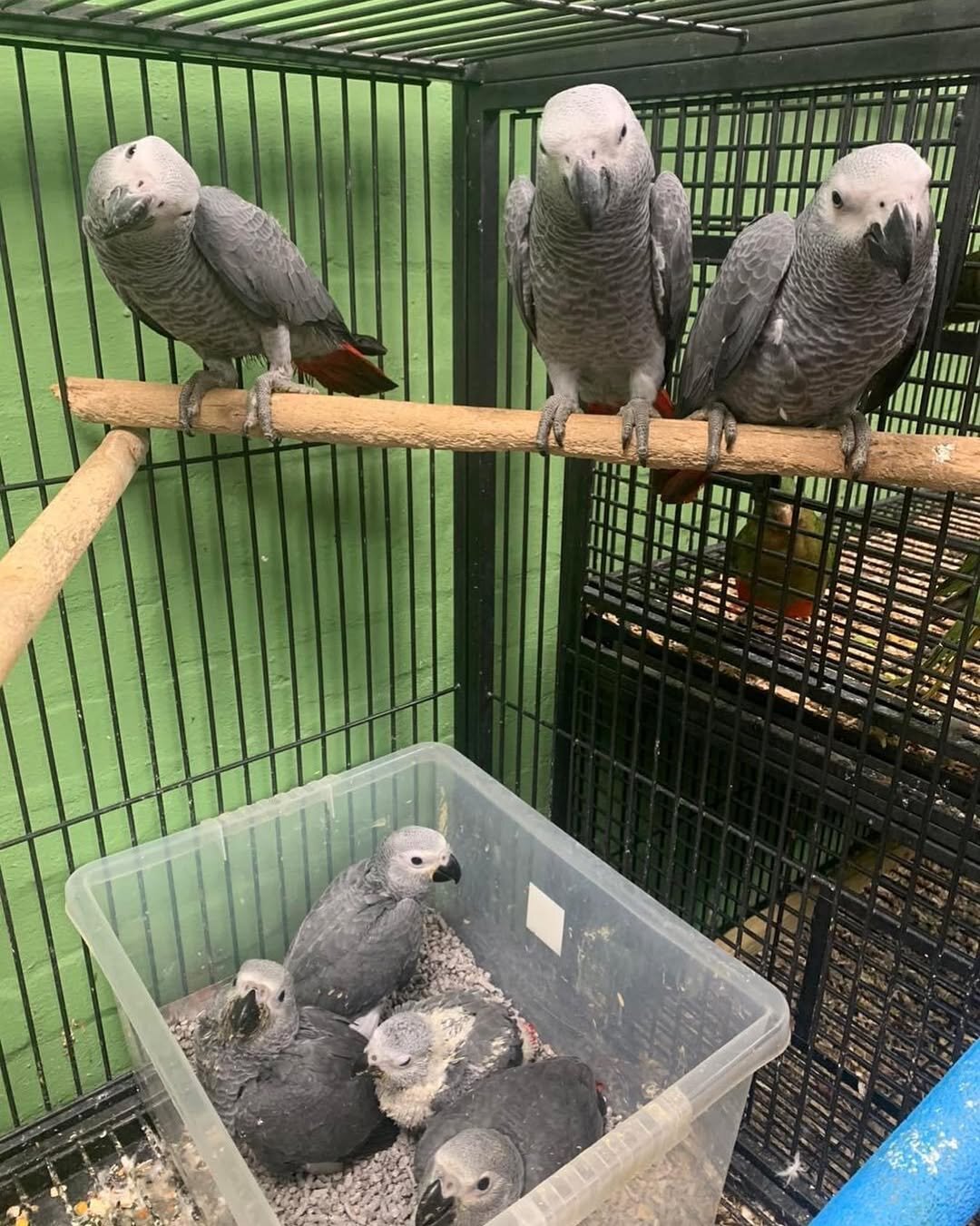 DNA Tested Tamed African Grey Parrots Available image 5