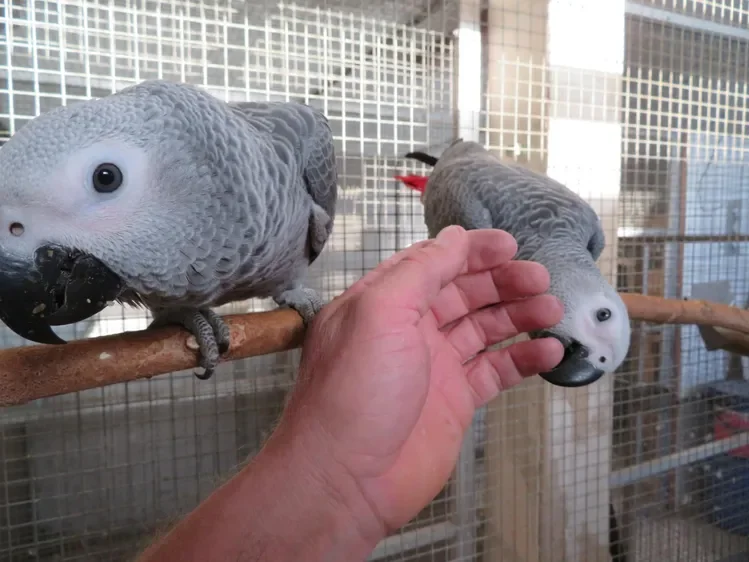 DNA Tested Tamed African Grey Parrots Available image 6
