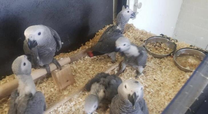 DNA Tested Tamed African Grey Parrots Available image 2