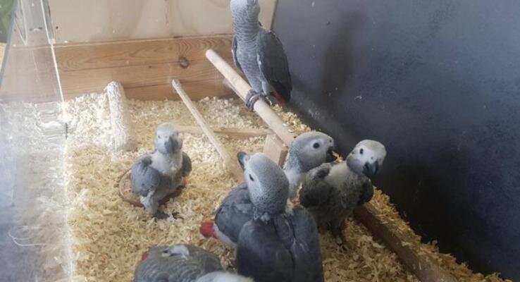 DNA Tested Tamed African Grey Parrots Available image 3