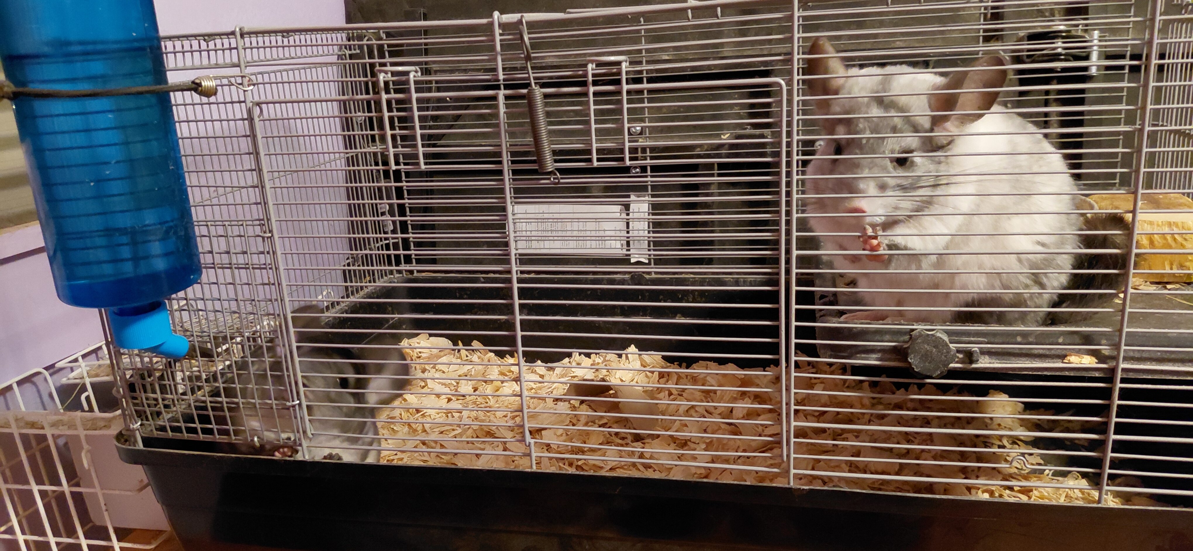 Bonded Beautiful Chinchilla Pair image 6