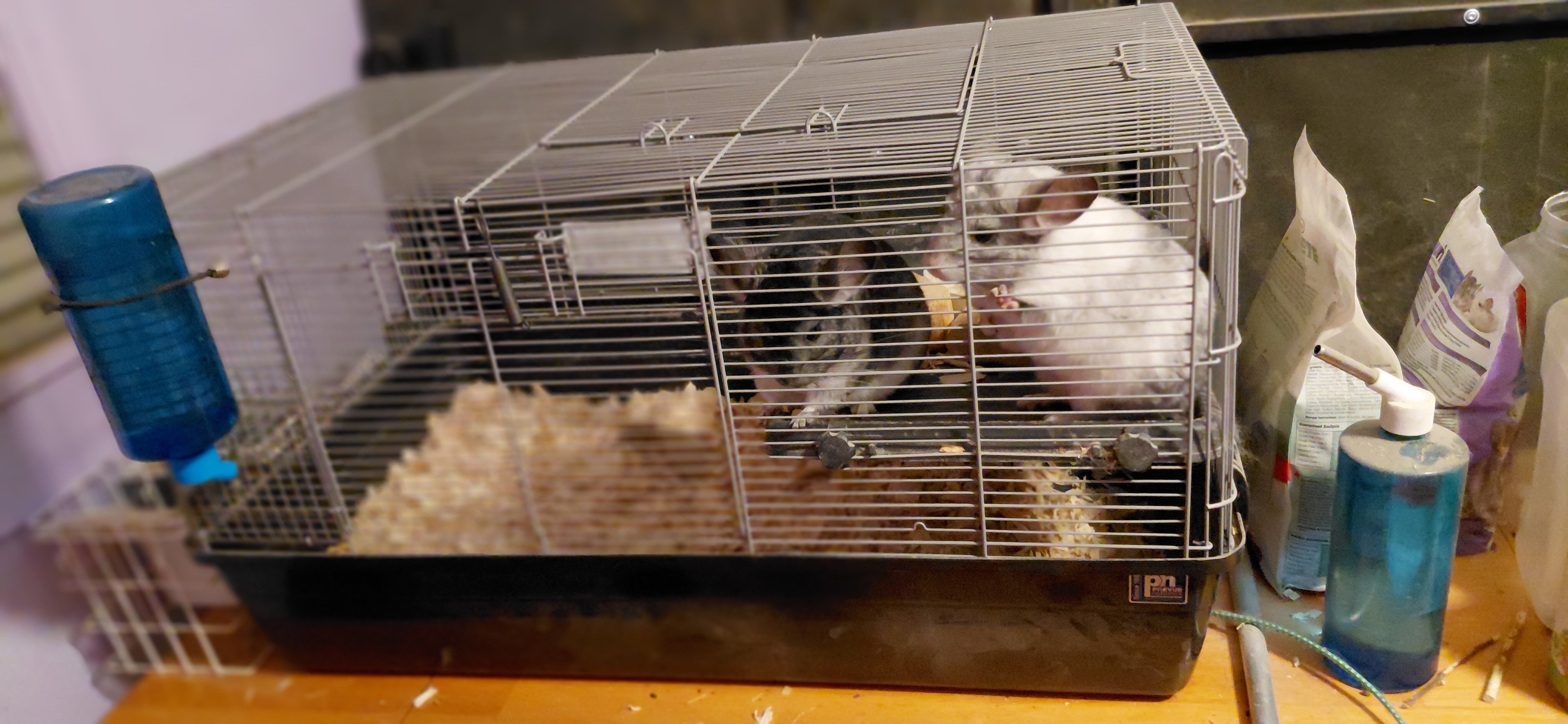 Bonded Beautiful Chinchilla Pair image 1