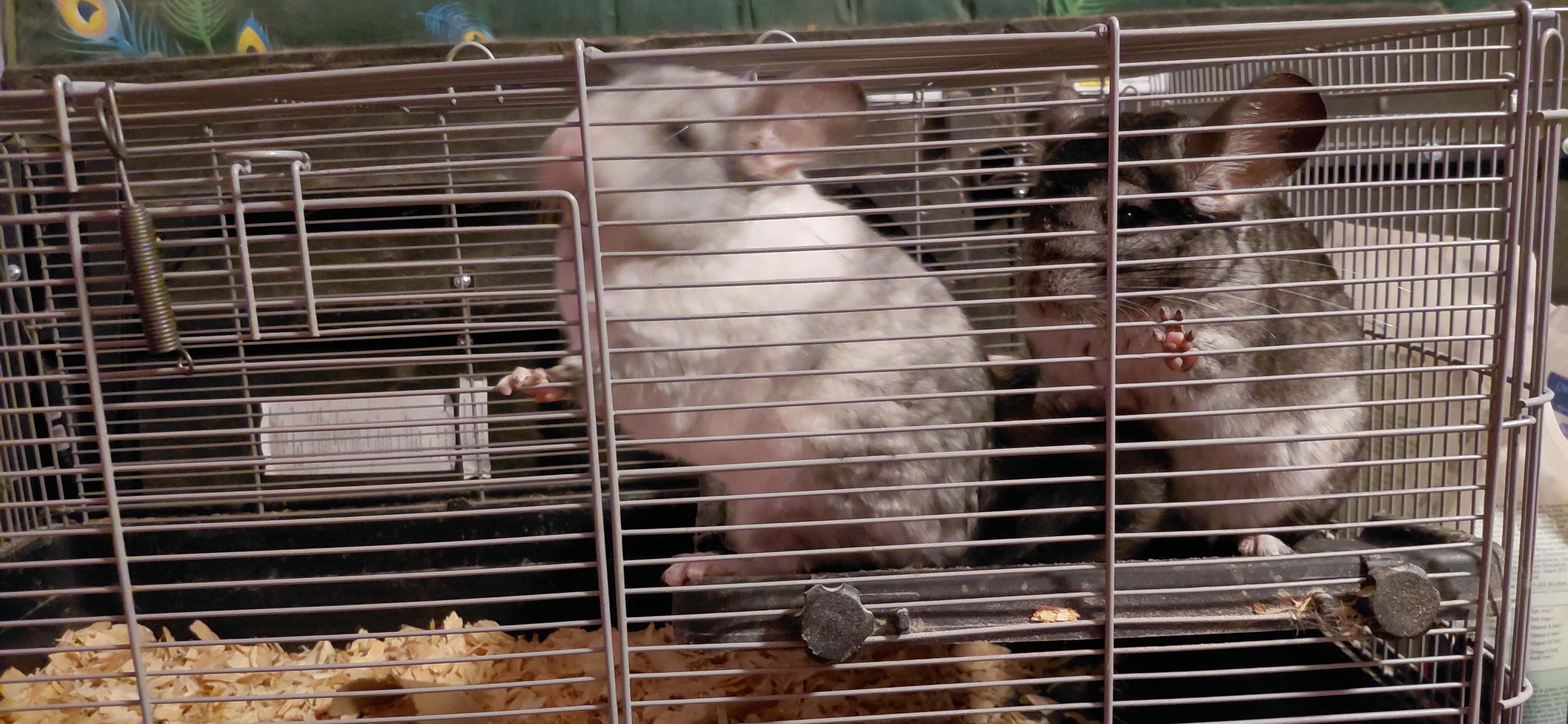 Bonded Beautiful Chinchilla Pair image 4