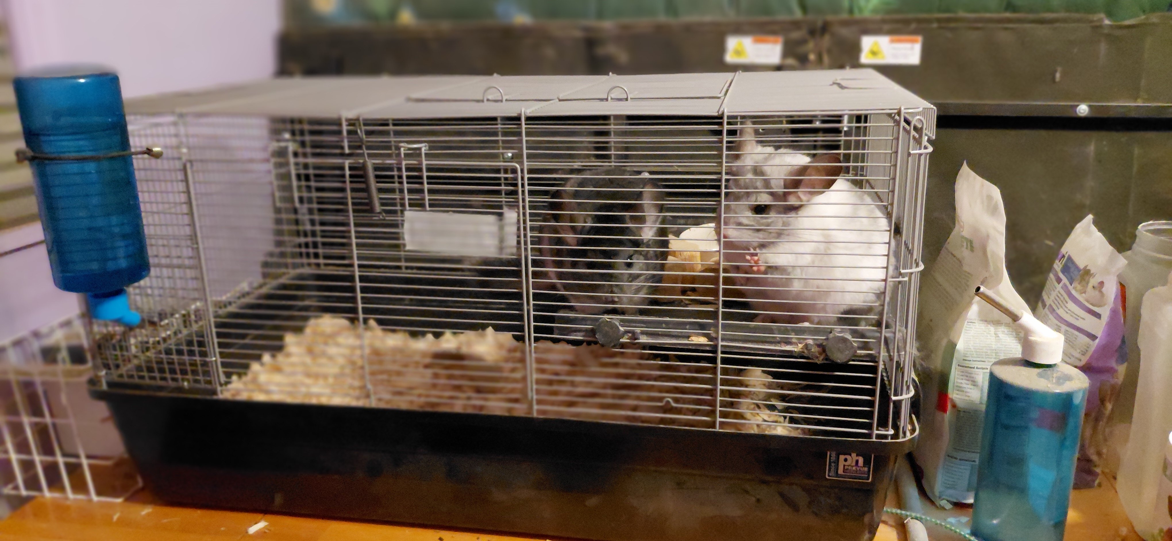 Bonded Beautiful Chinchilla Pair image 5