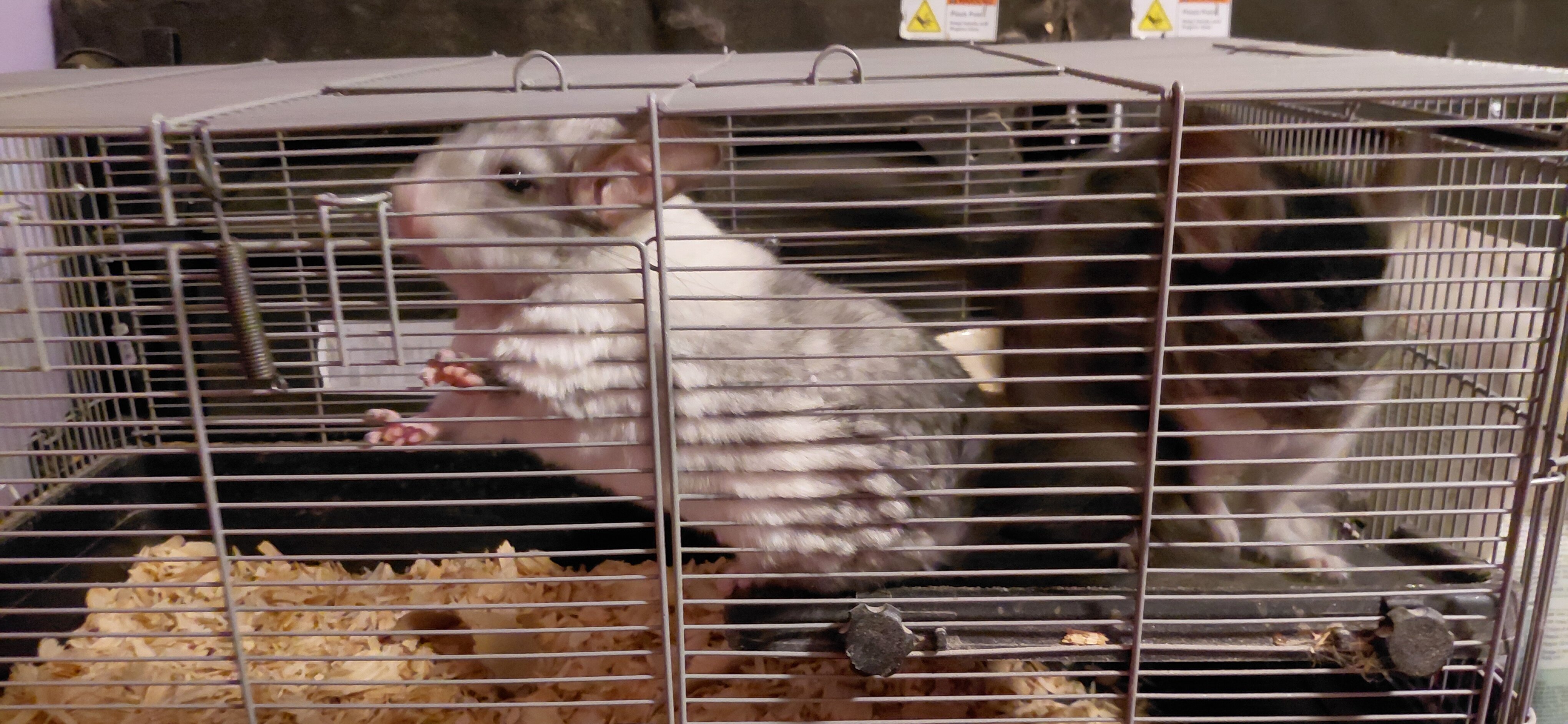 Bonded Beautiful Chinchilla Pair image 3