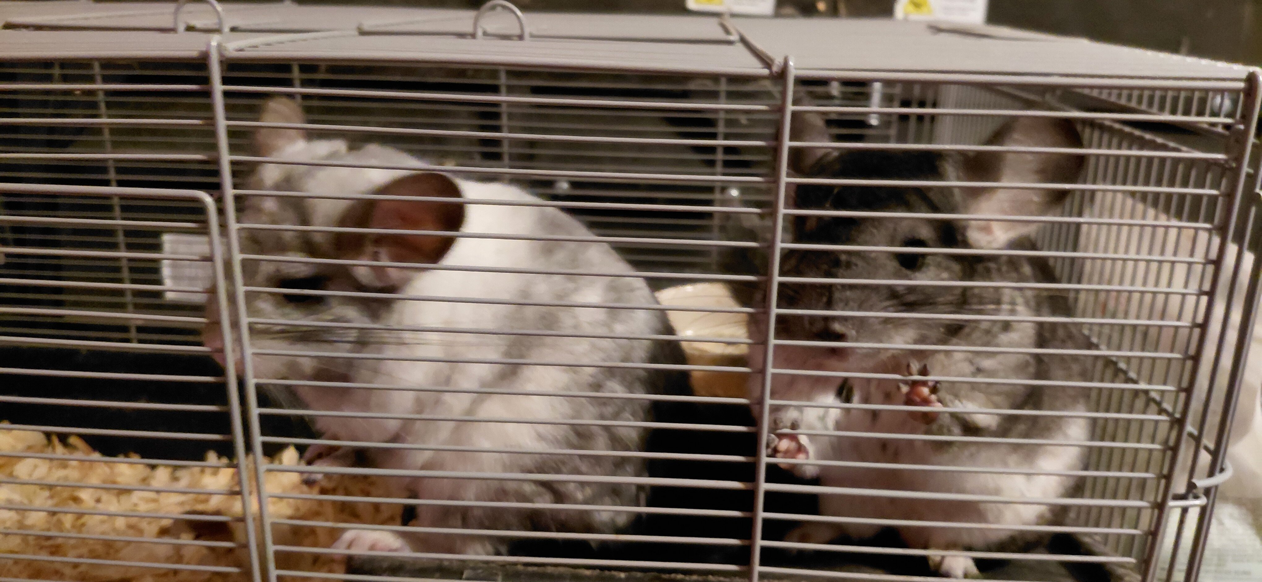 Bonded Beautiful Chinchilla Pair image 2
