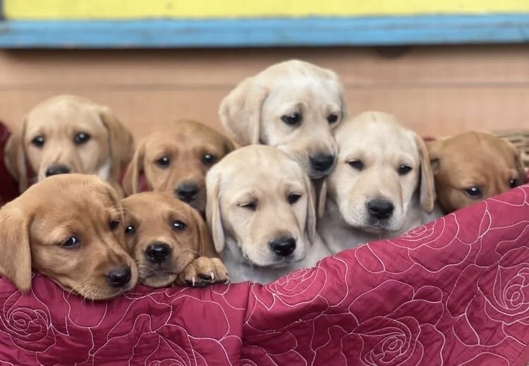 Labrador pups image 5