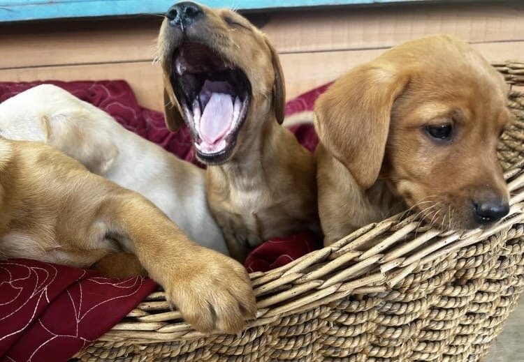 Labrador pups image 2