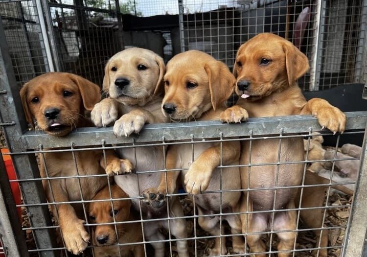 Labrador pups image 1